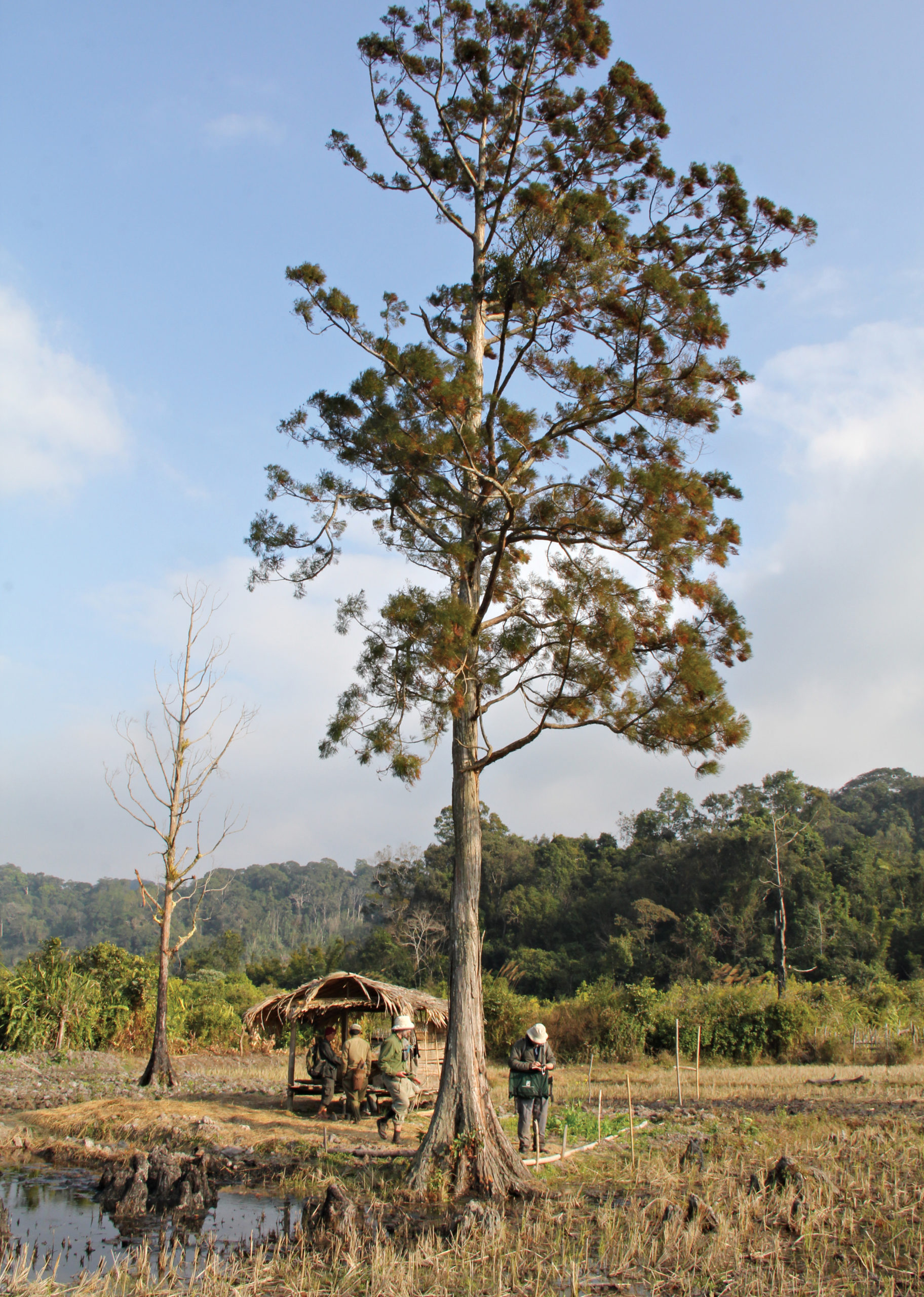 Photograph of Glyptostrobus standing in center of rice paddy