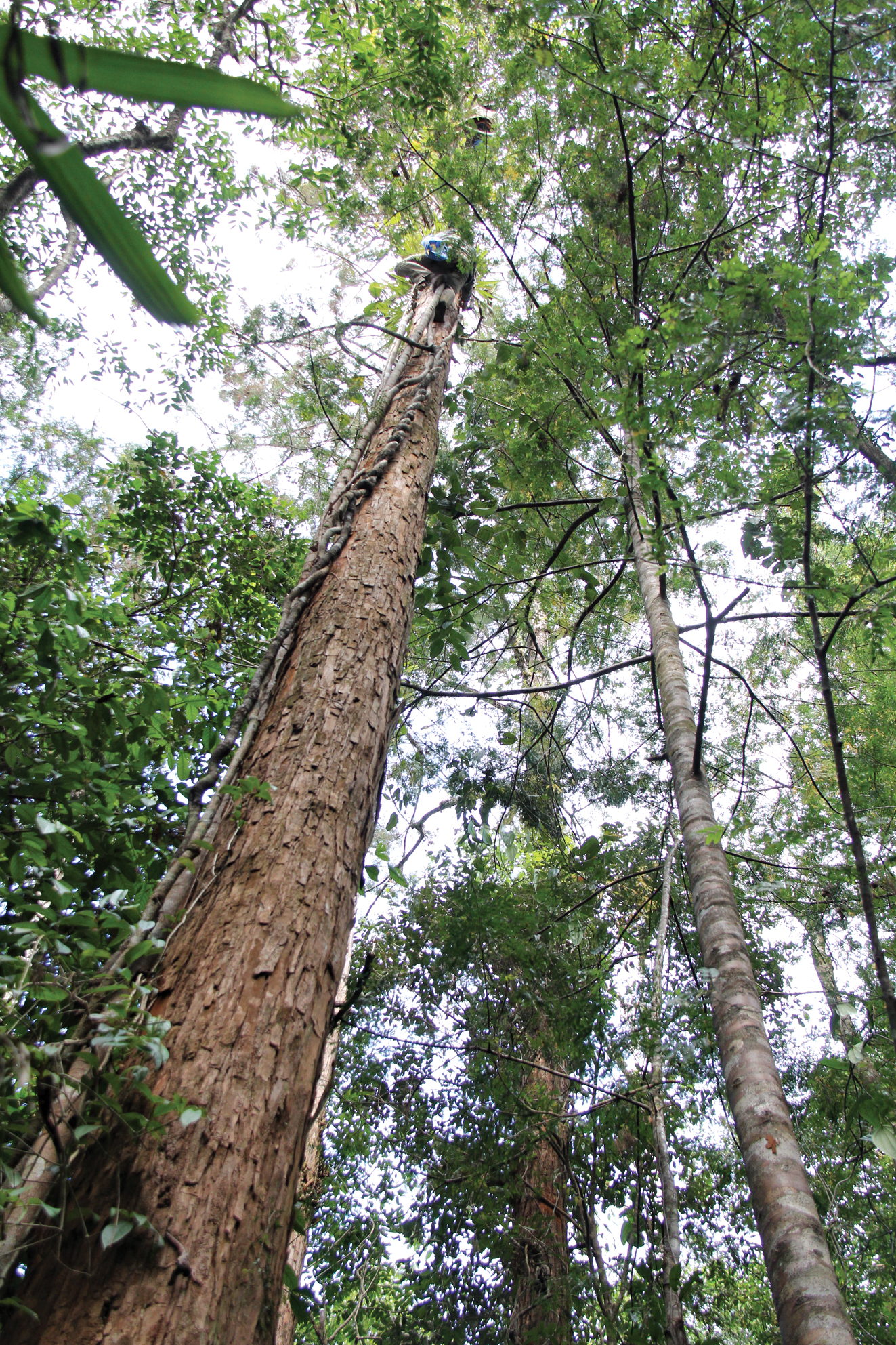 Photograph of collector climbing high up an unbranched tree trunk