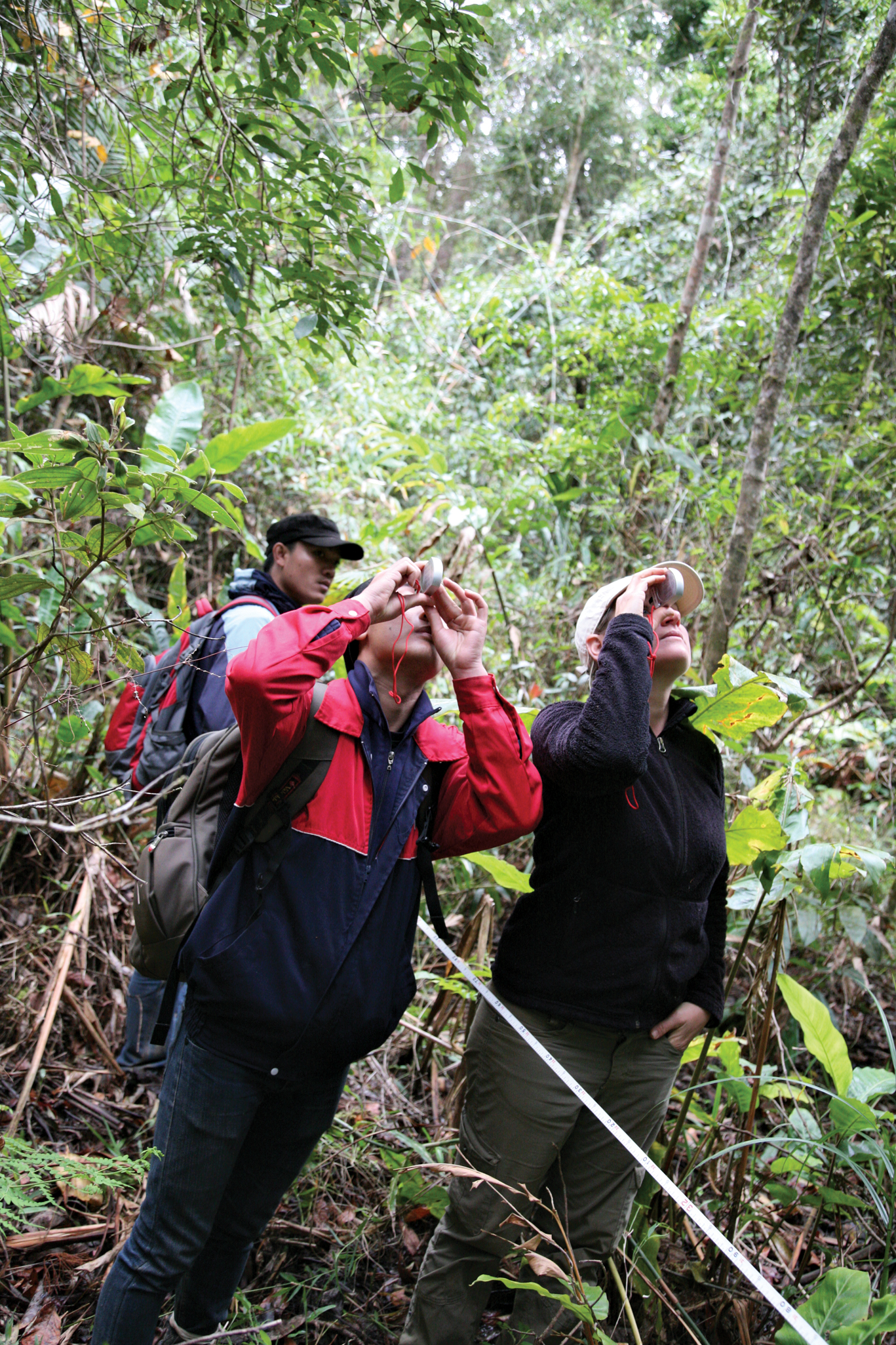 Photograph of researchers looking into tree canopy