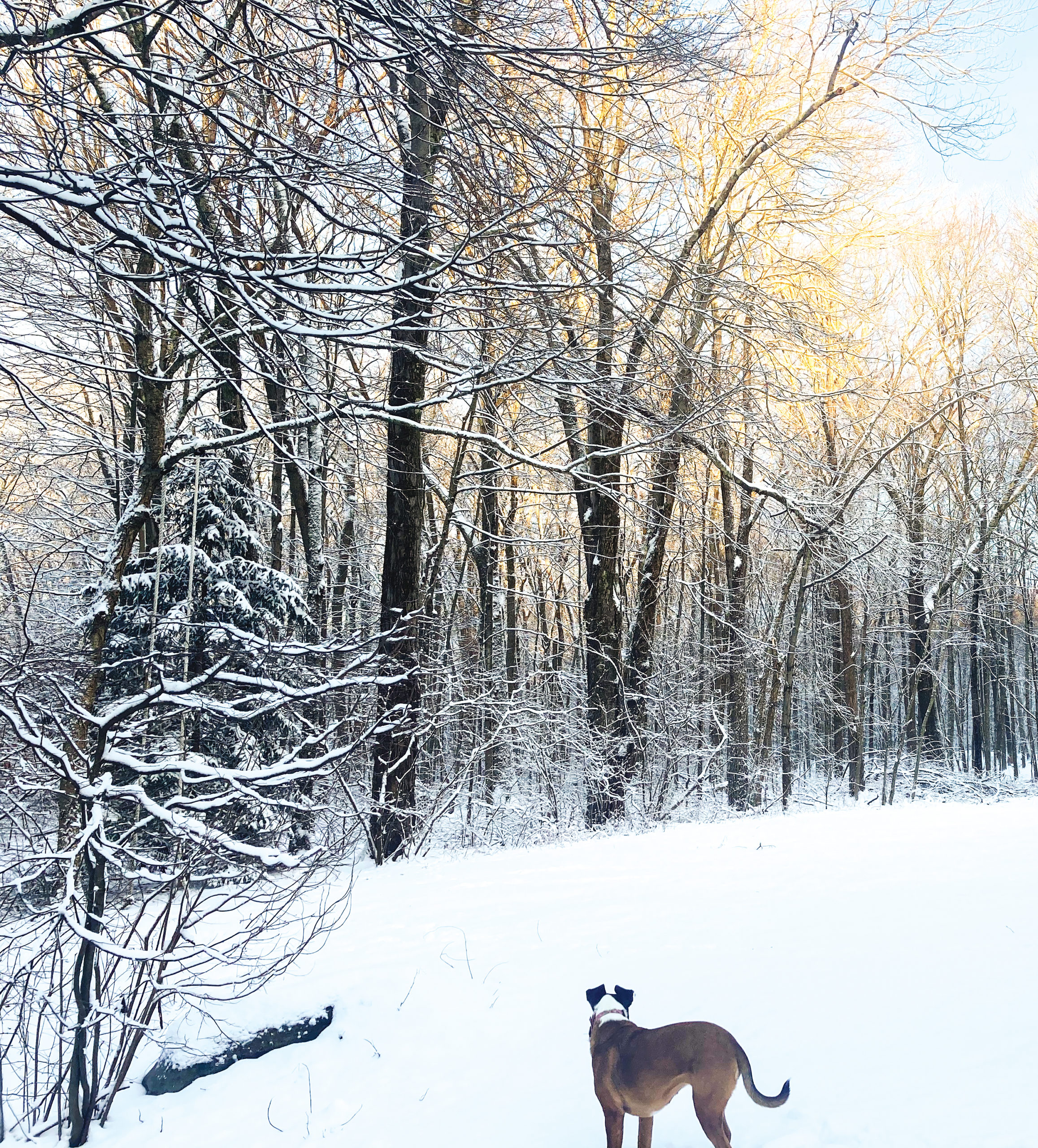 Photograph of snowy woods seen from backyard with dog in foreground