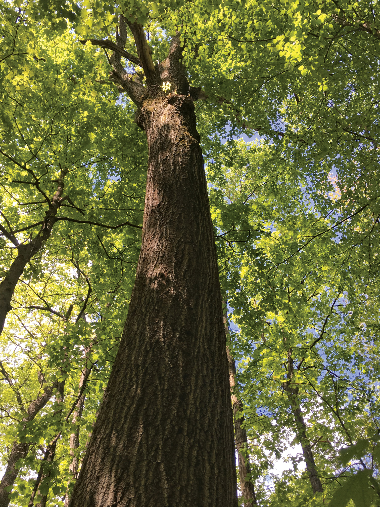 Photograph looking into canopy of large oak