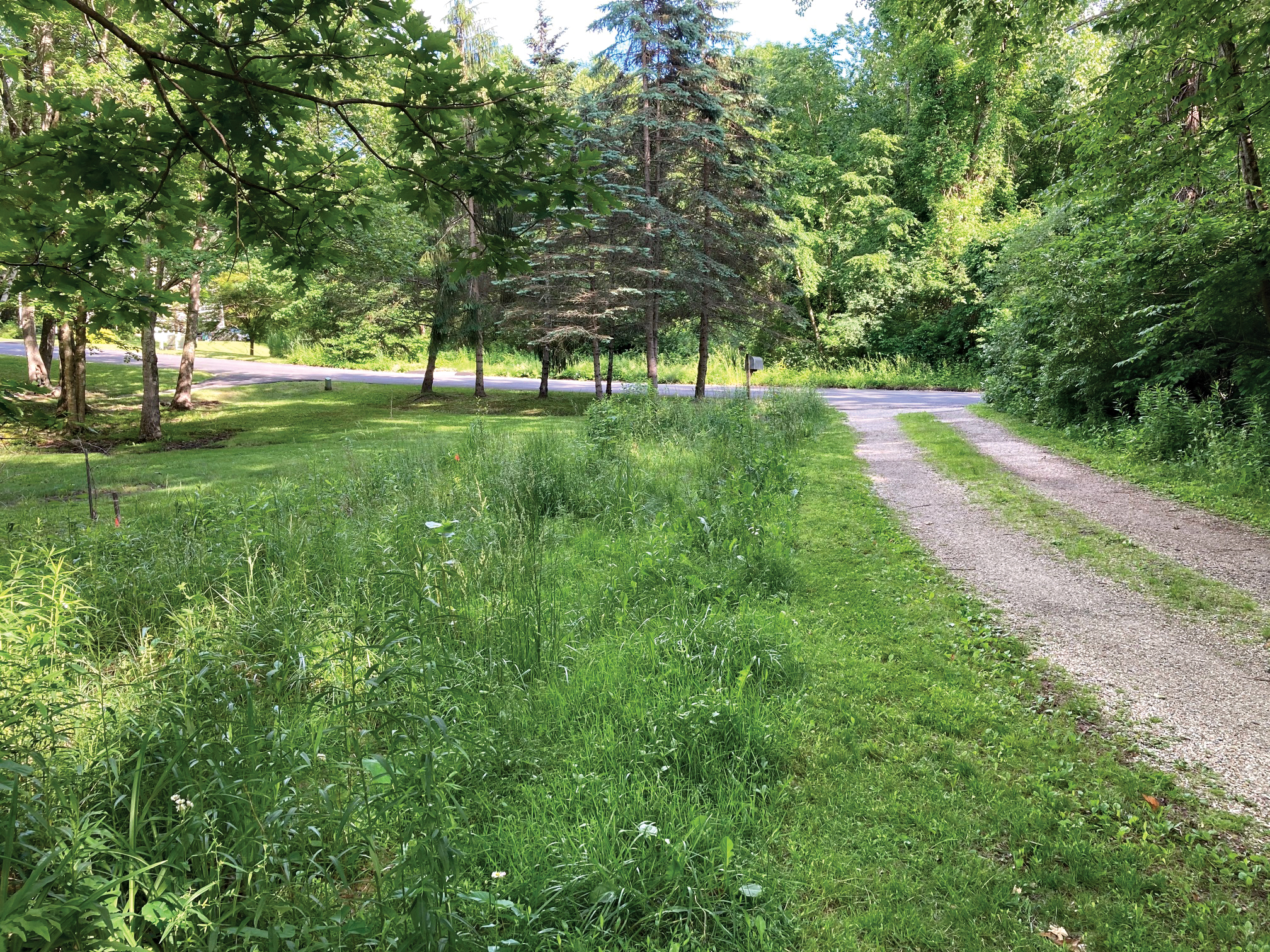 Photograph of reforestation strip along gravel driveway