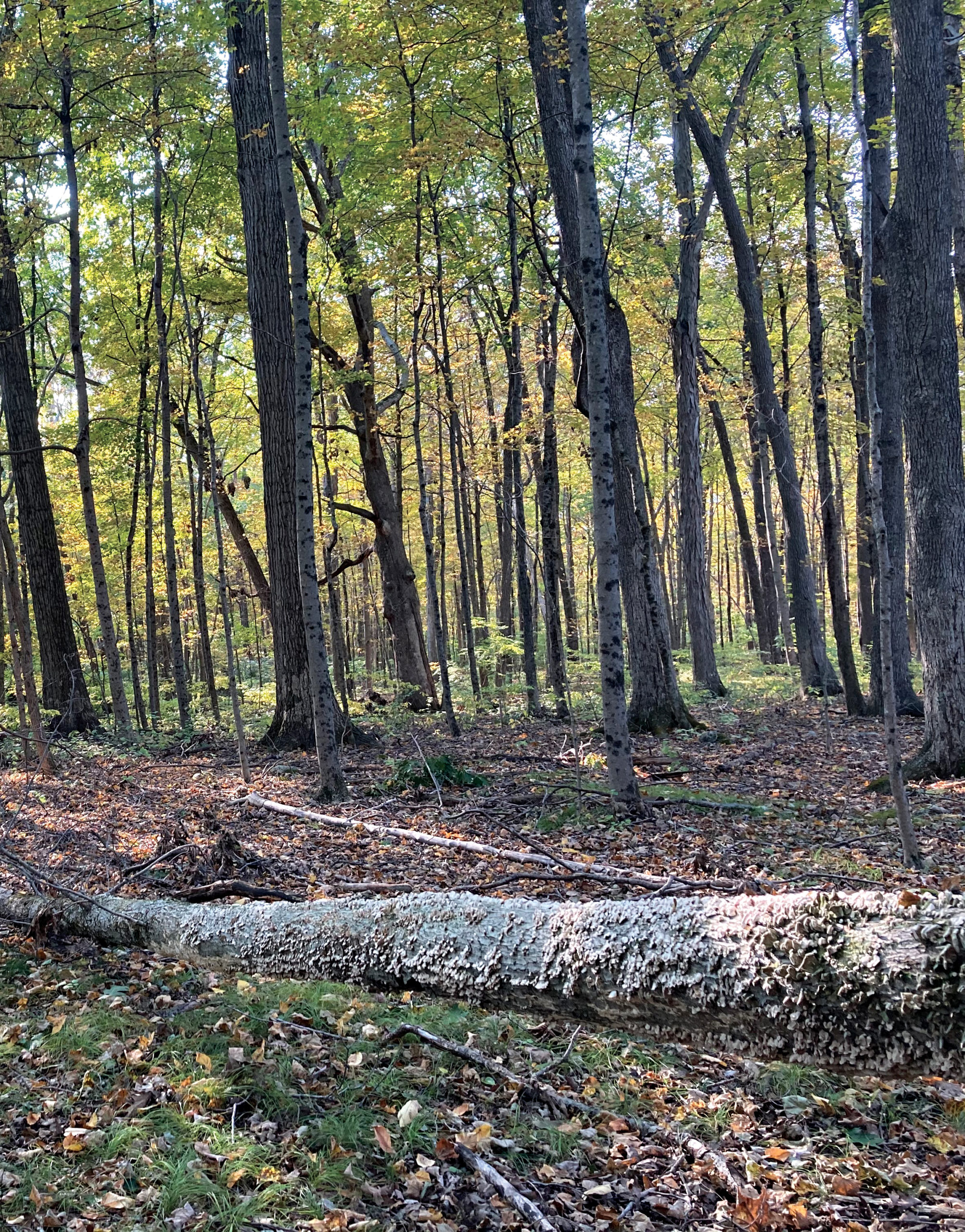Photograph of forest with downed logs on ground