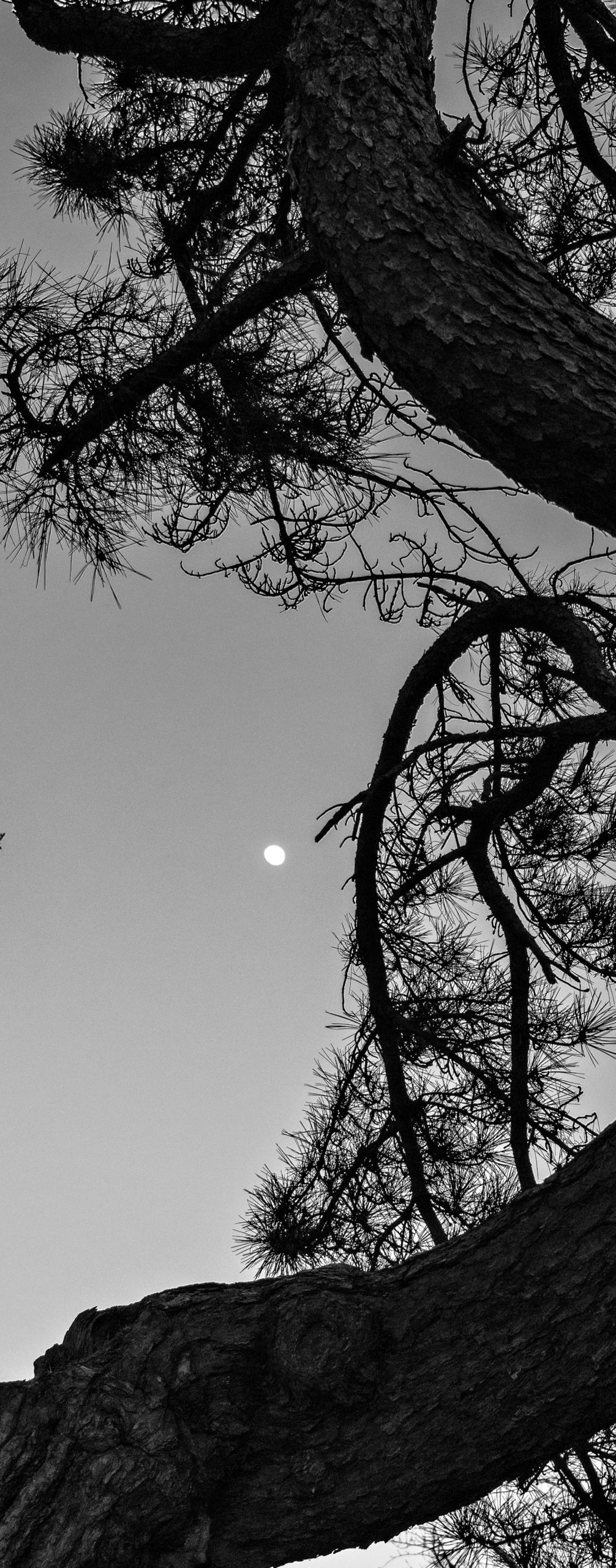 Black-and-white photograph of black pine showing similar form as the painted tree