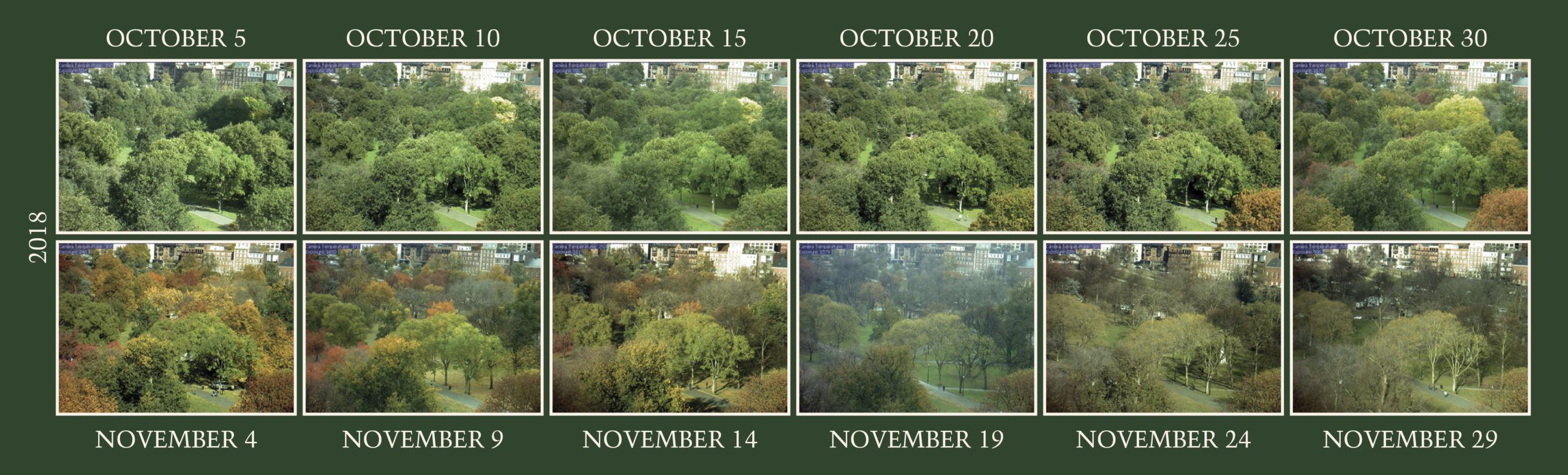 Twelve sequential photos of Boson Common Trees in the fall of 2018