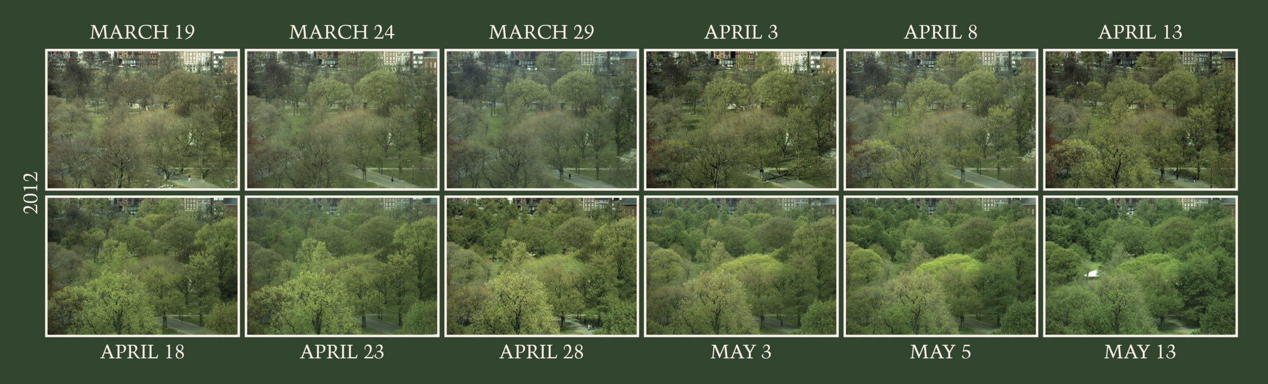 Twelve sequential photos of Boson Common Trees in the spring of 2012