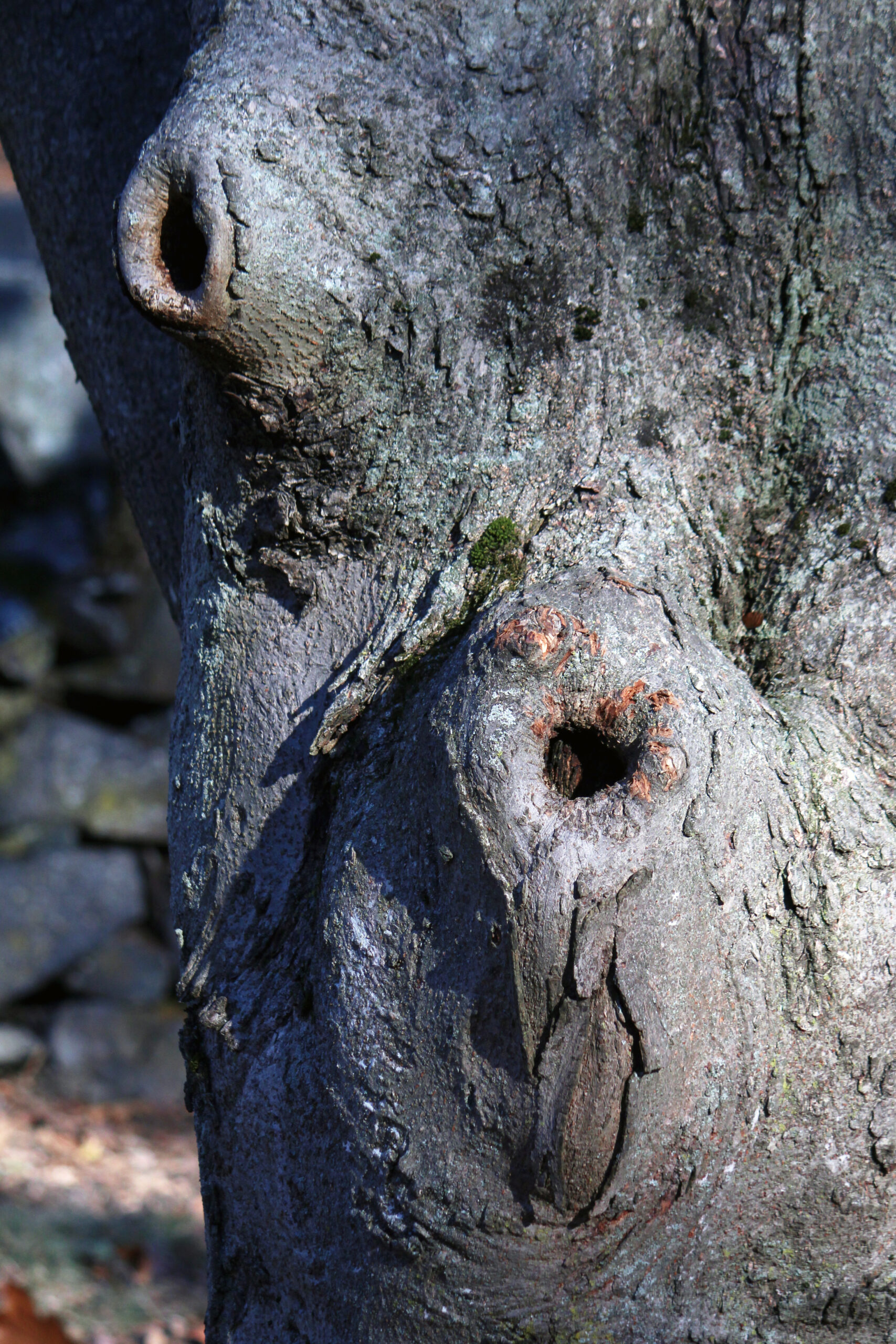 The mossy trunk of a Nikko maple (Acer maximowiczianum, accession 3337*A) from Sargent's collection of seed at Lake Chuzenji in October 1892.