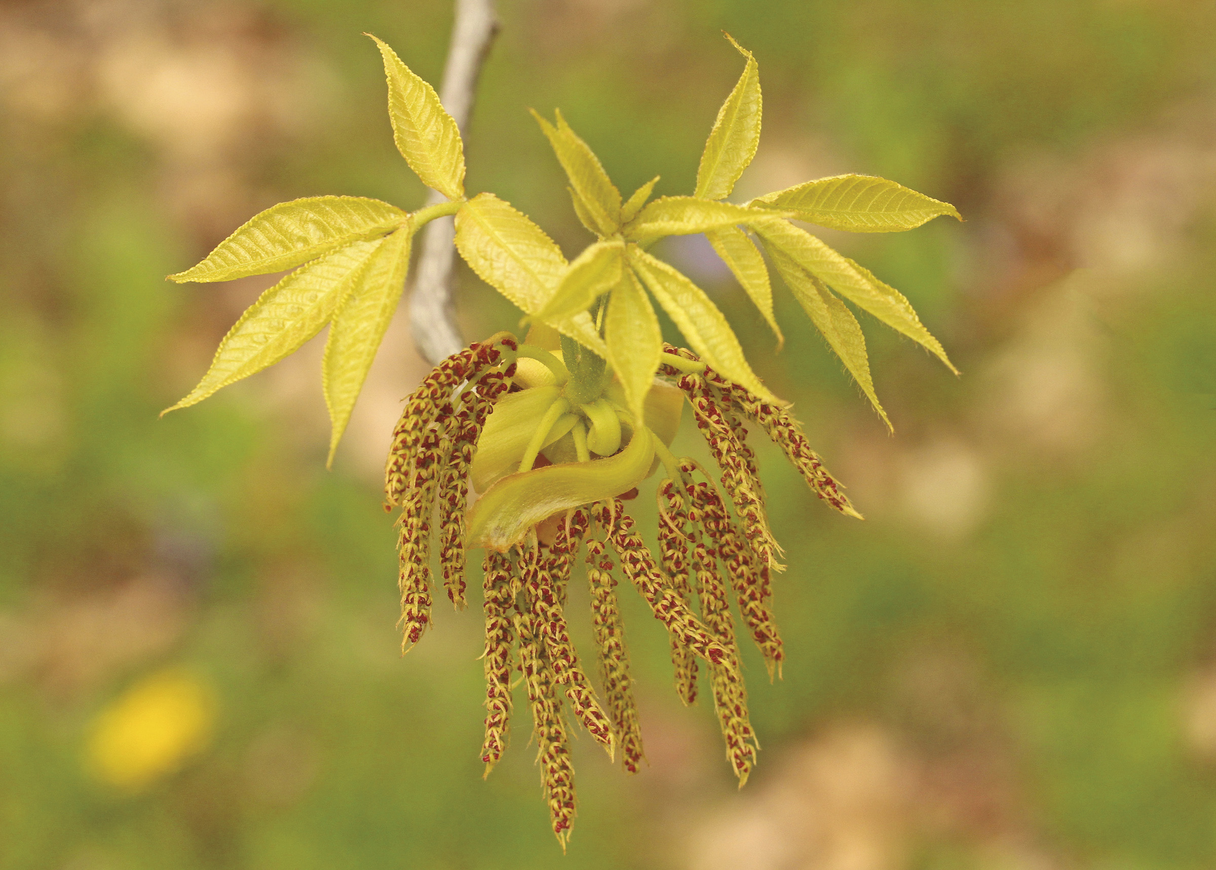 Carya glabra (Pignut Hickory) 2019-R by Suzanne Mrozak