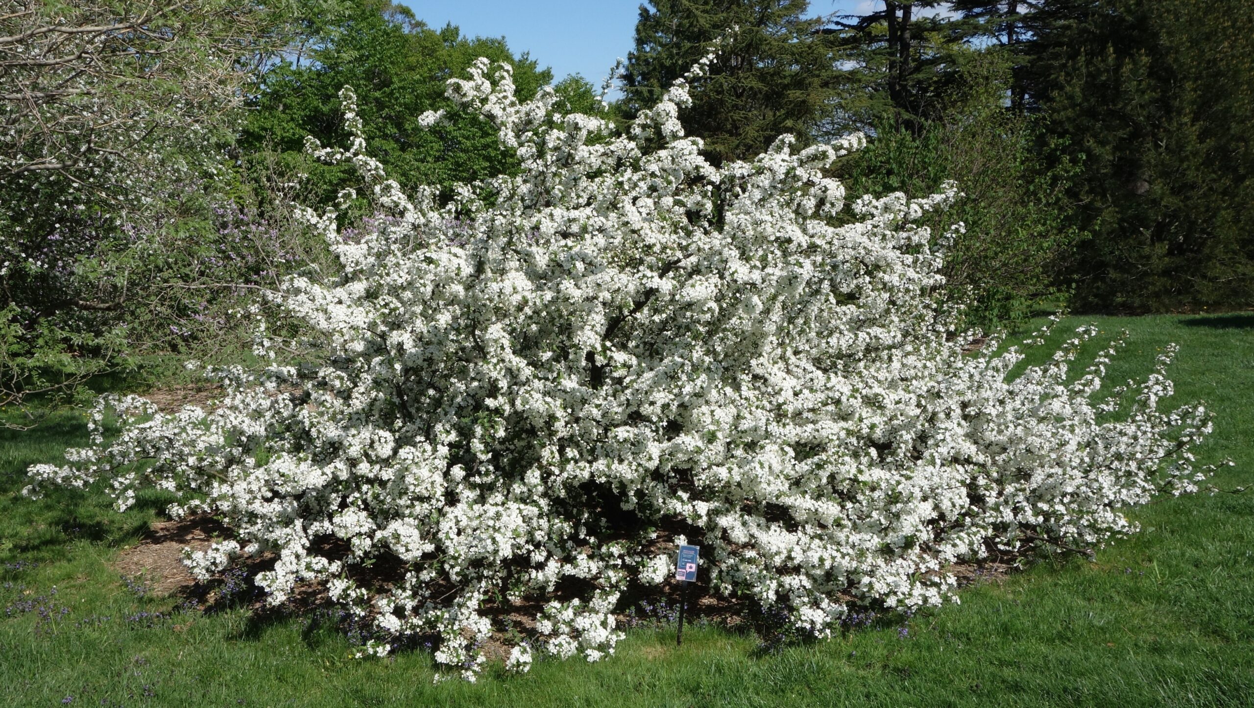 A Sargent crabapple