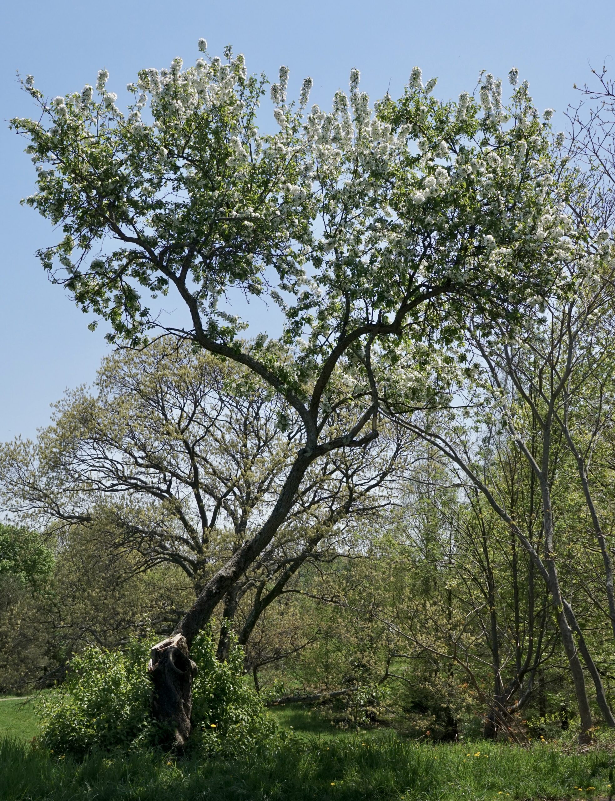 Original tree in May 2018 following severe damage due to Winter Storm Riley on March 3, 2018