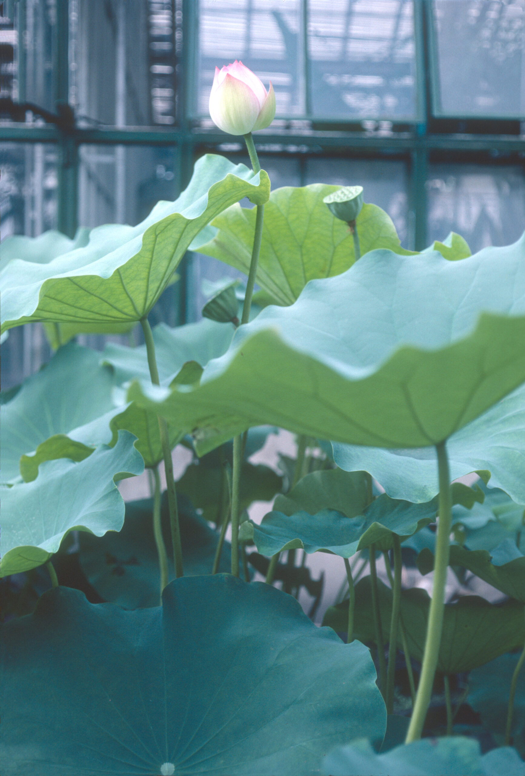 Leaves and a blossom of an Indian lotus (Nelumbo mucifera) at the Beijing Botanic Garden.