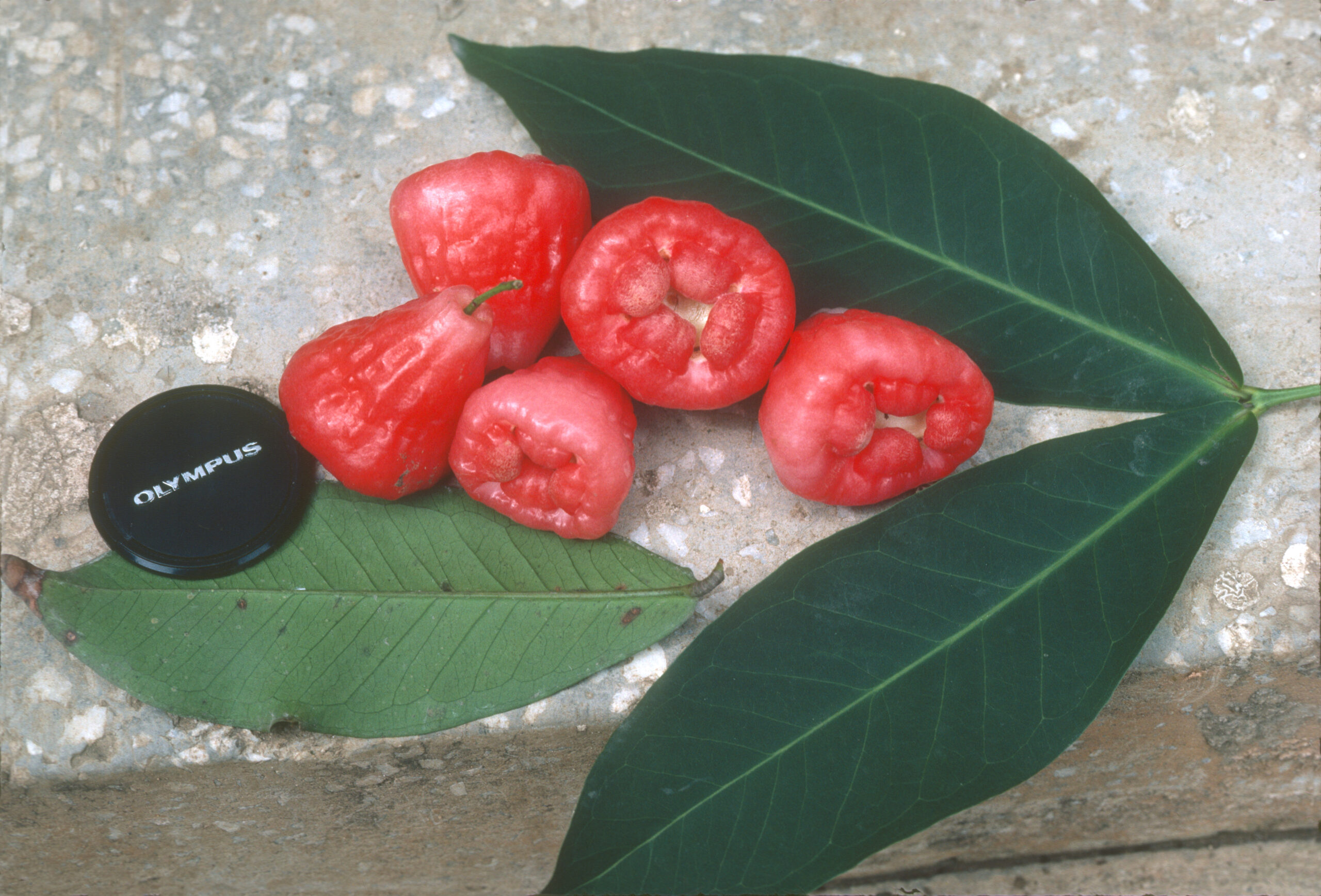 Fruits and leaves of the wax apple Syzygium samarangense.