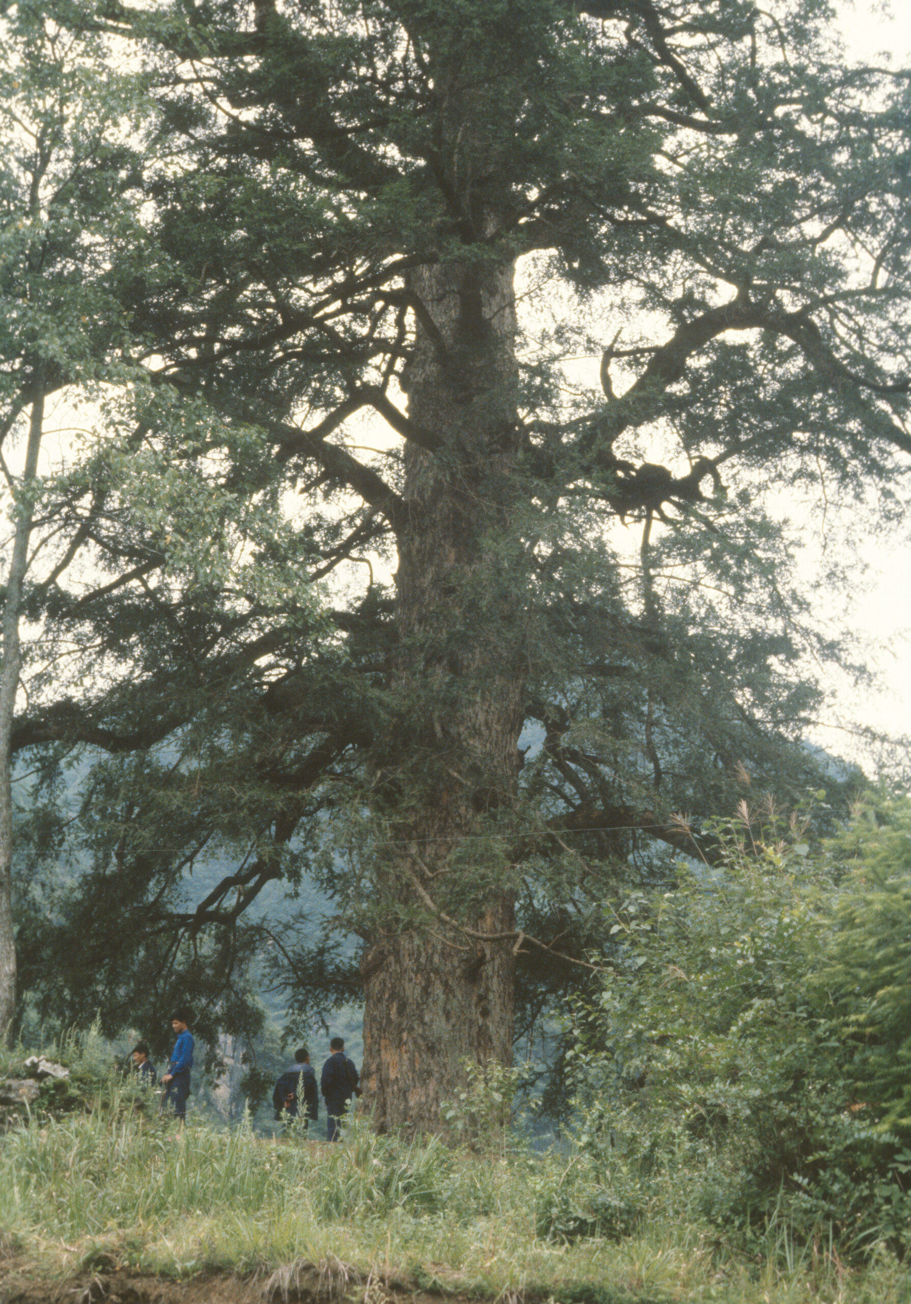 Team members examine a massive Keteleeria davidiana in Shennongjia.