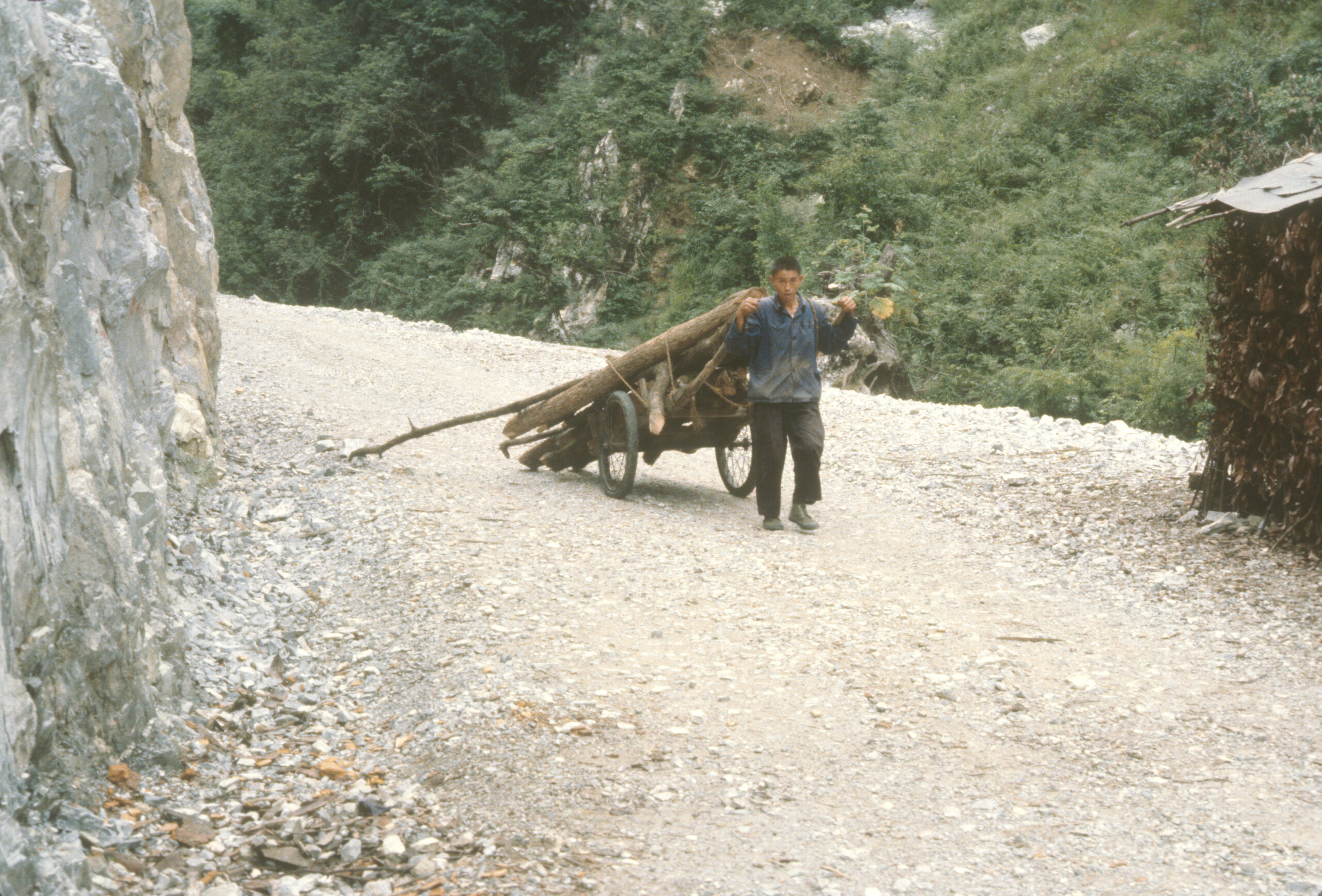 Mr. Mucheng pulls a cart filled with lumber on the road at Jiuchong River Valley at Shennongjia.