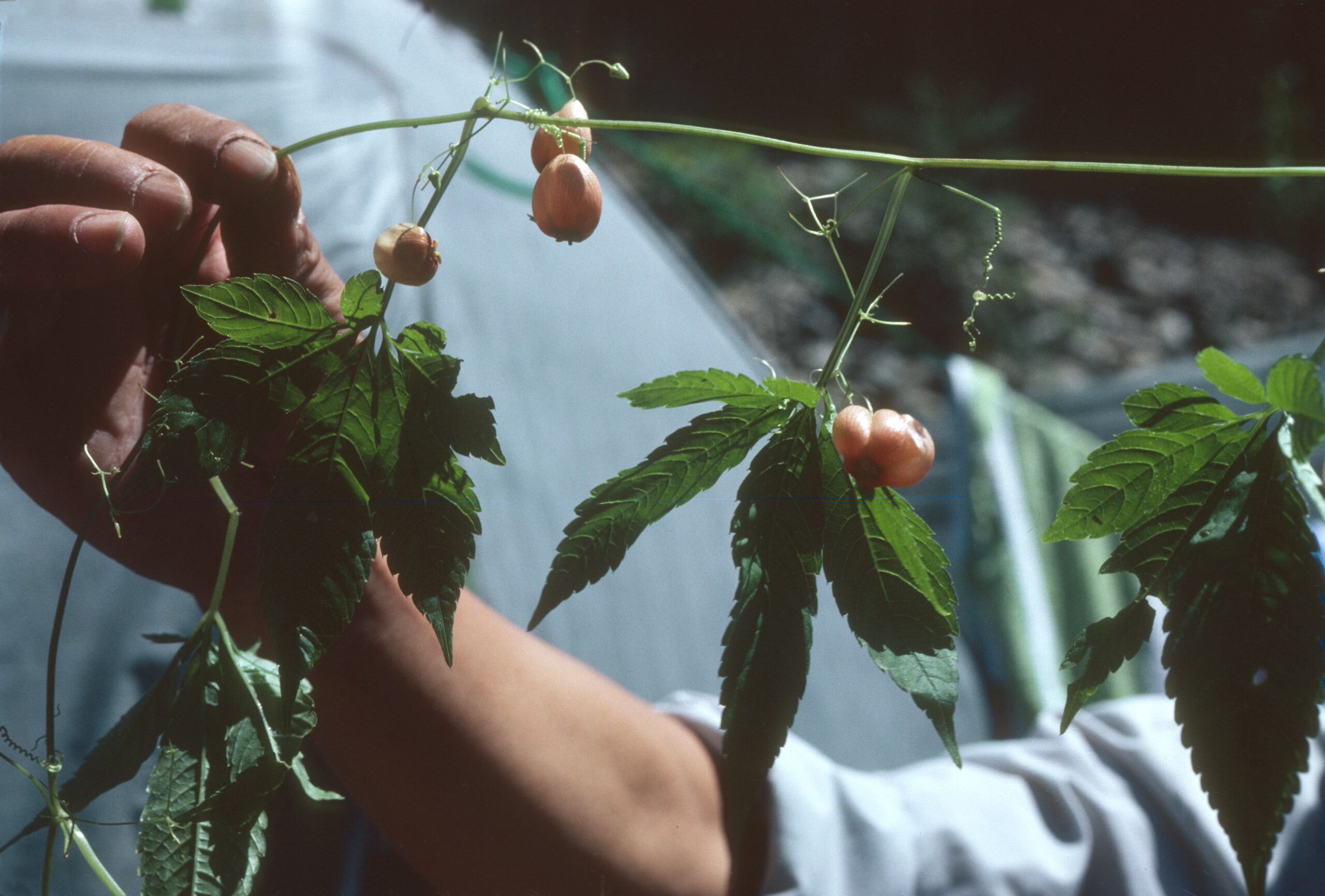 A S.A.B.E. team member holds a stem of Hemsleya chinensis in Shennongjia.
