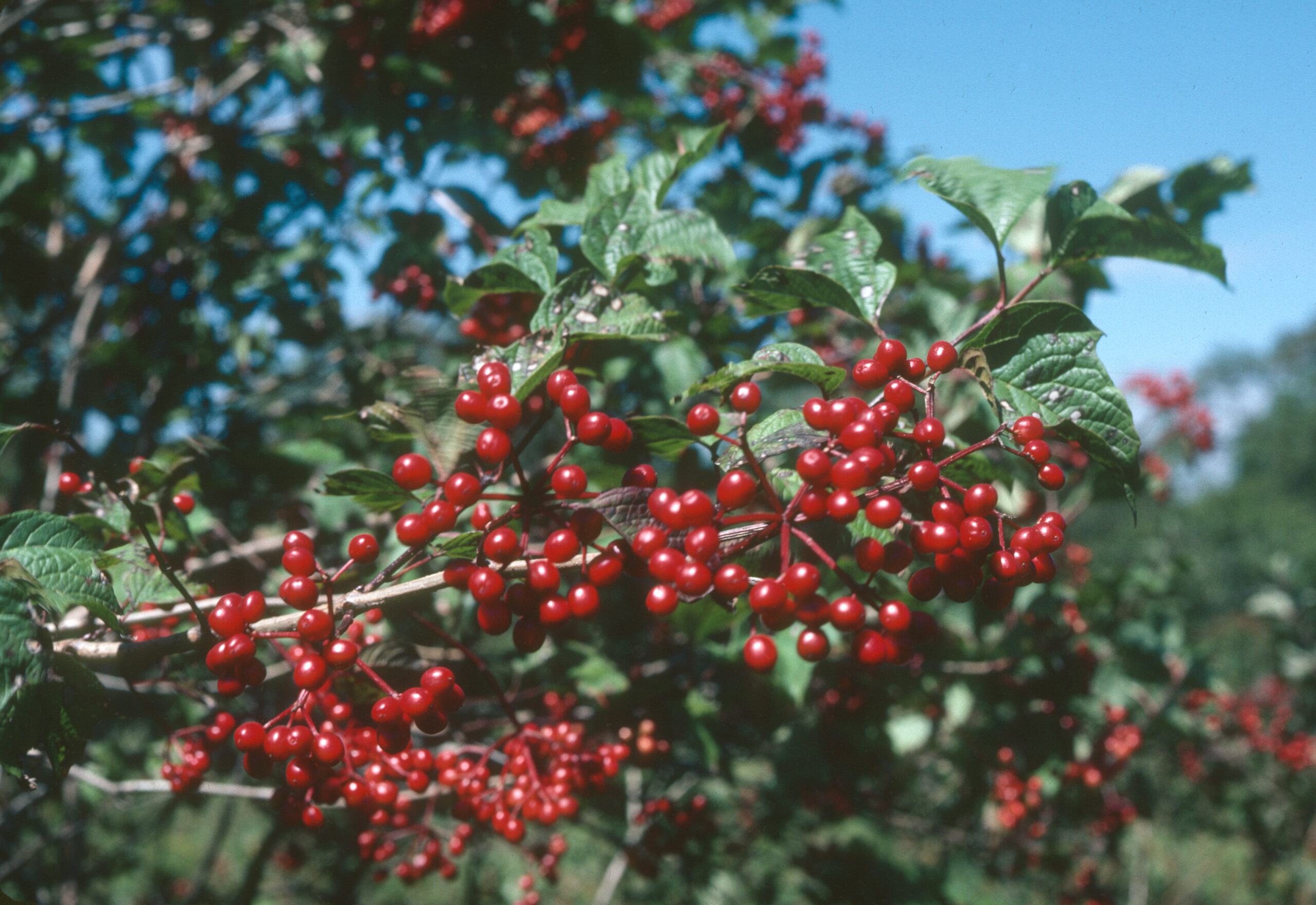 Viburnum fruits at Dajiuhu, Shennongjia.