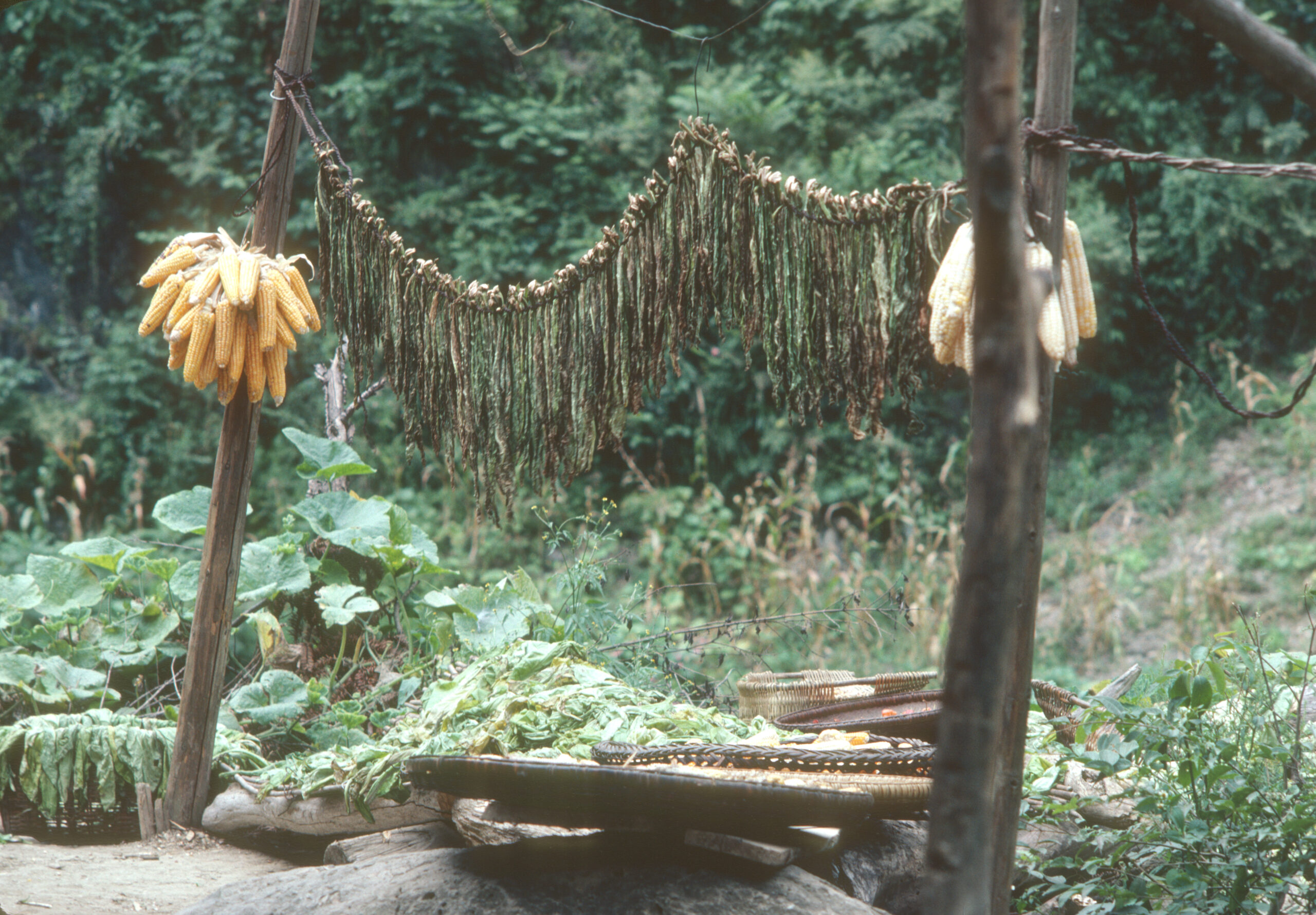 Corn and tobacco dry on posts in farm yard in a side canyon of the Dangyang River, Shennongjia.