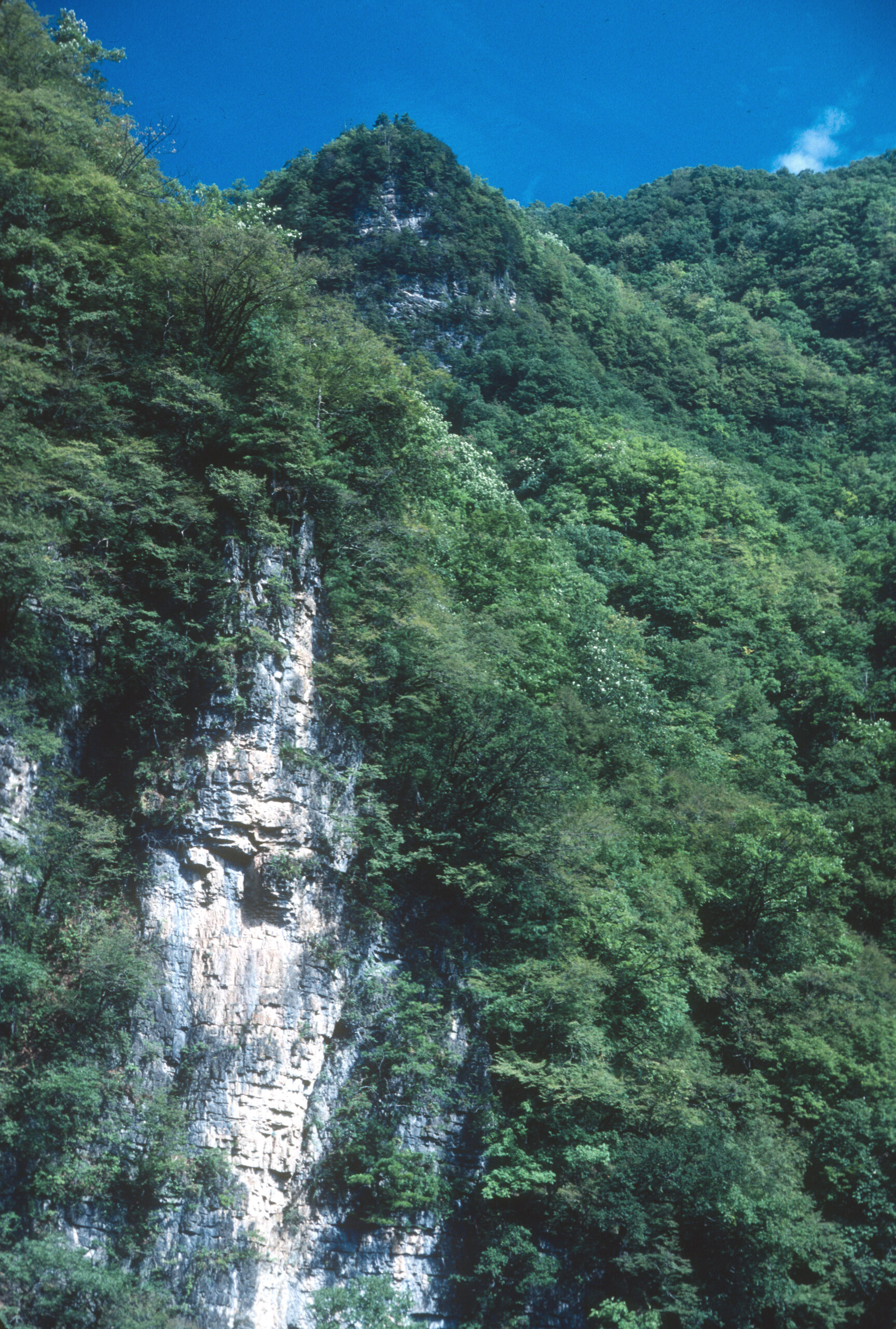 A view along road between Baicaoping and Bajiaomaio, Shennongjia.