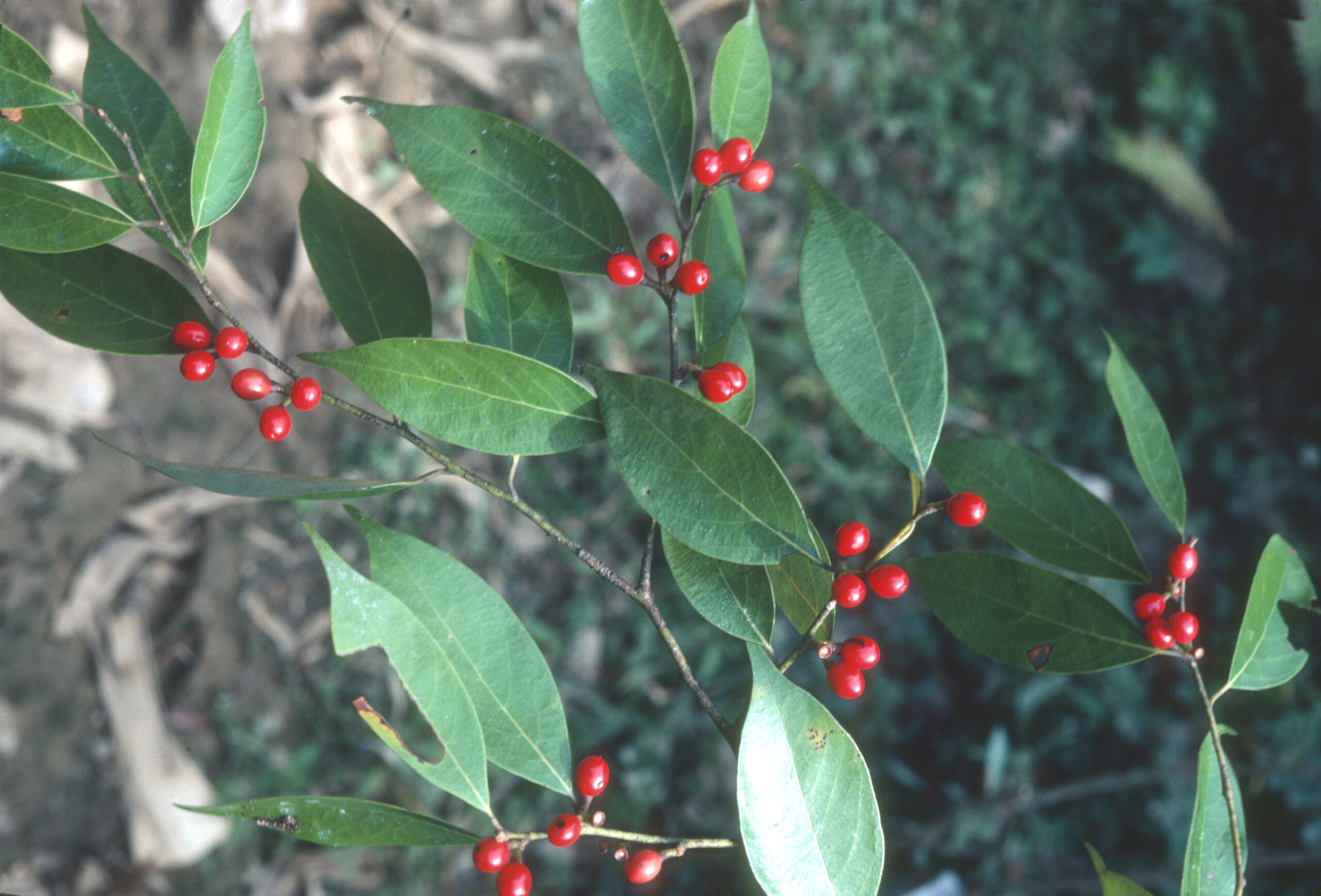 Ilex macrocarpa in a side canyon of the Dangyang River near Sanduihe.