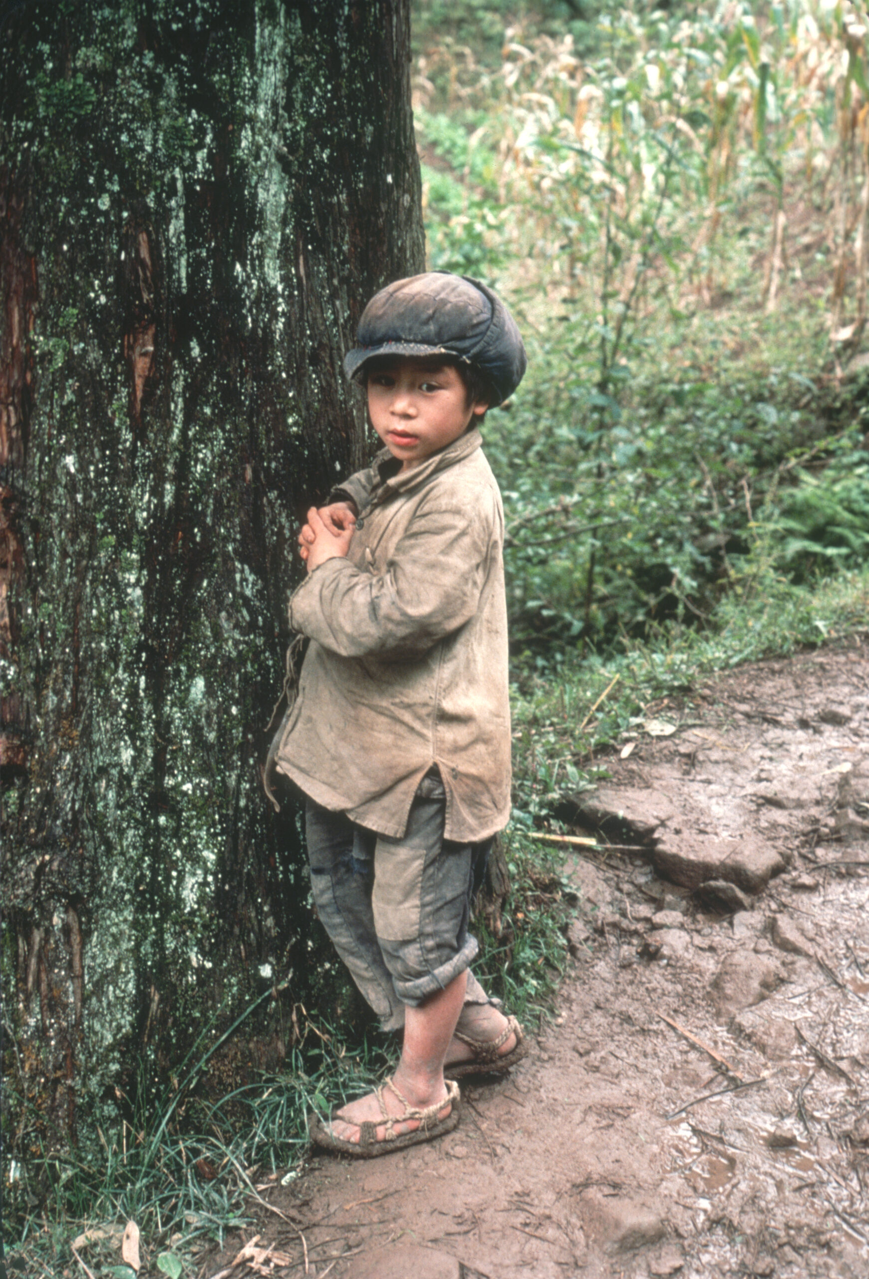 An eight year old boy stands beside a tree on the east side of Metasequoia Valley in Shui-sa-pa. Photograph by David Boufford.