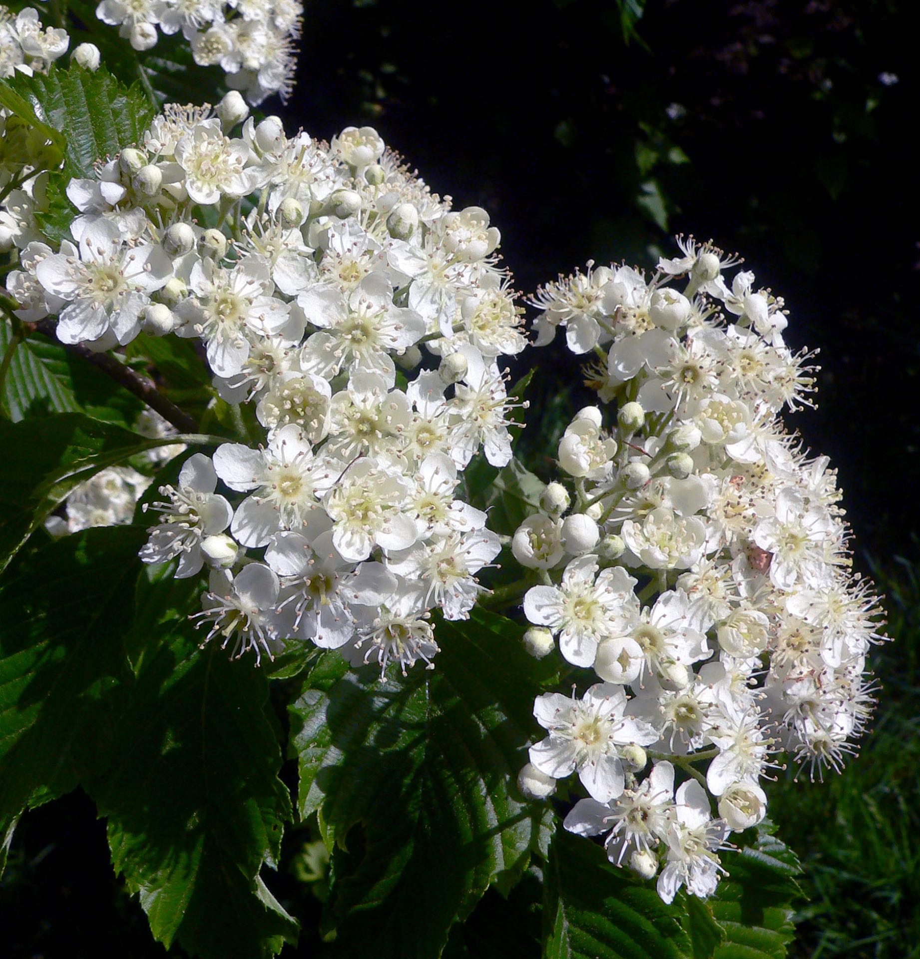 A frothy spray of Sorbus yuana flowers. The seed from which this plant was grown was collected on this expedition.