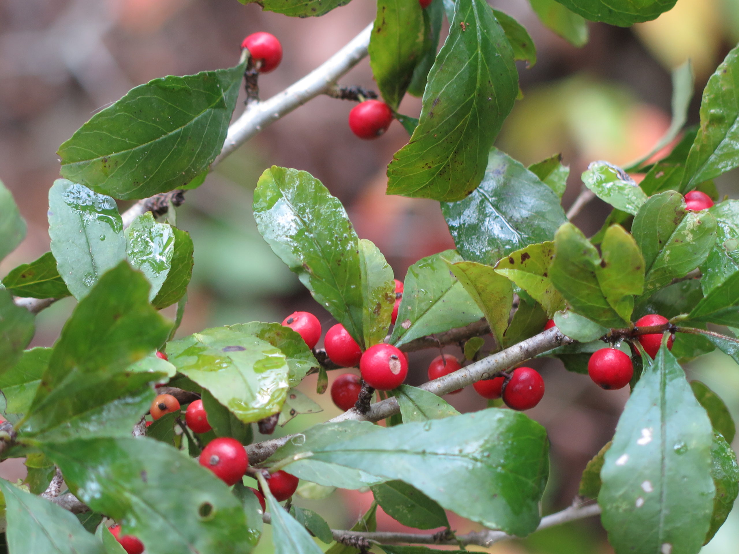 Ripe fruits of the possumhaw (Ilex decidua).