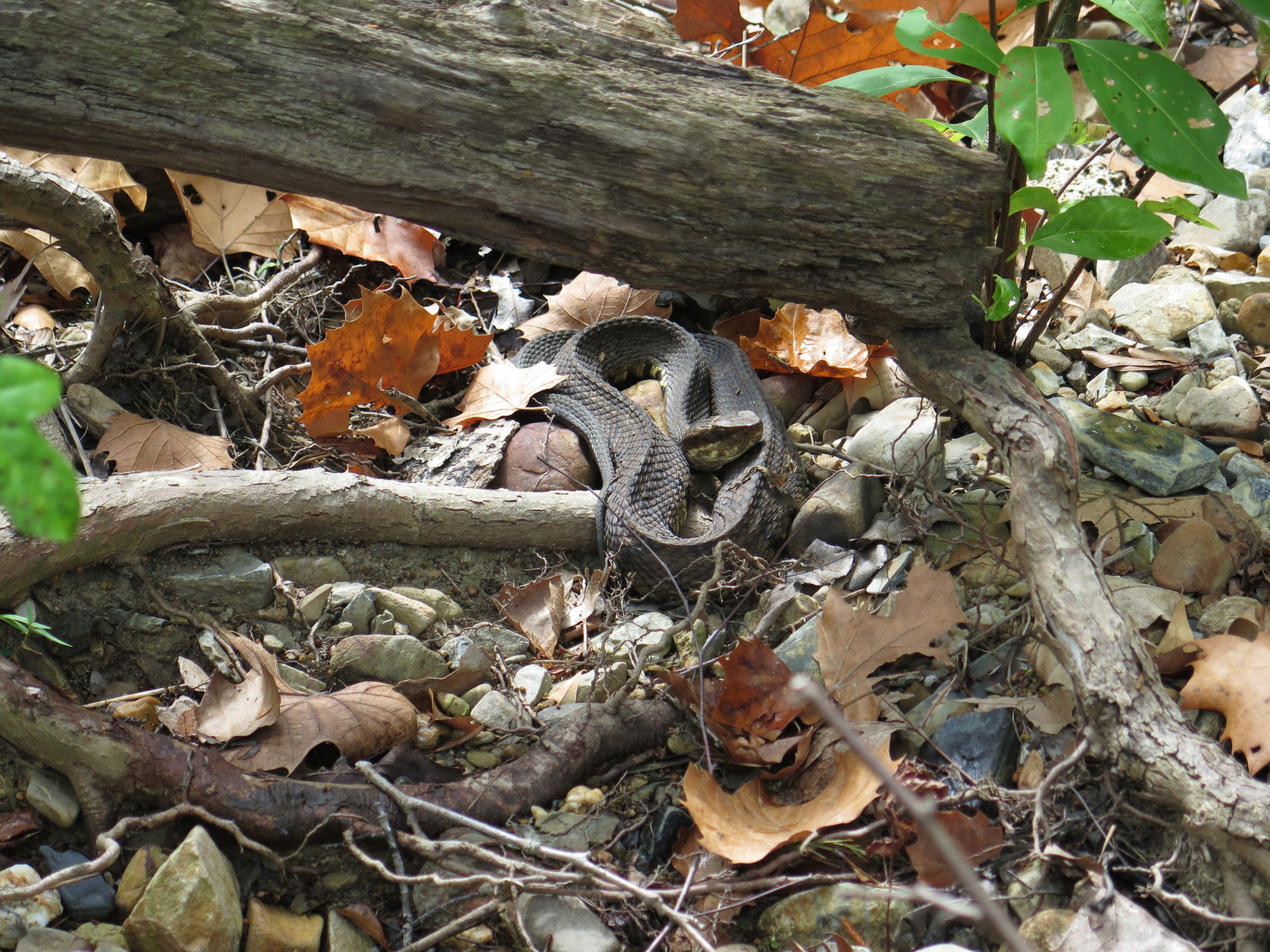 An uninvited guest to the plant collecting trip, a western cottonmouth snake (Agkistrodon piscivous leucostoma).