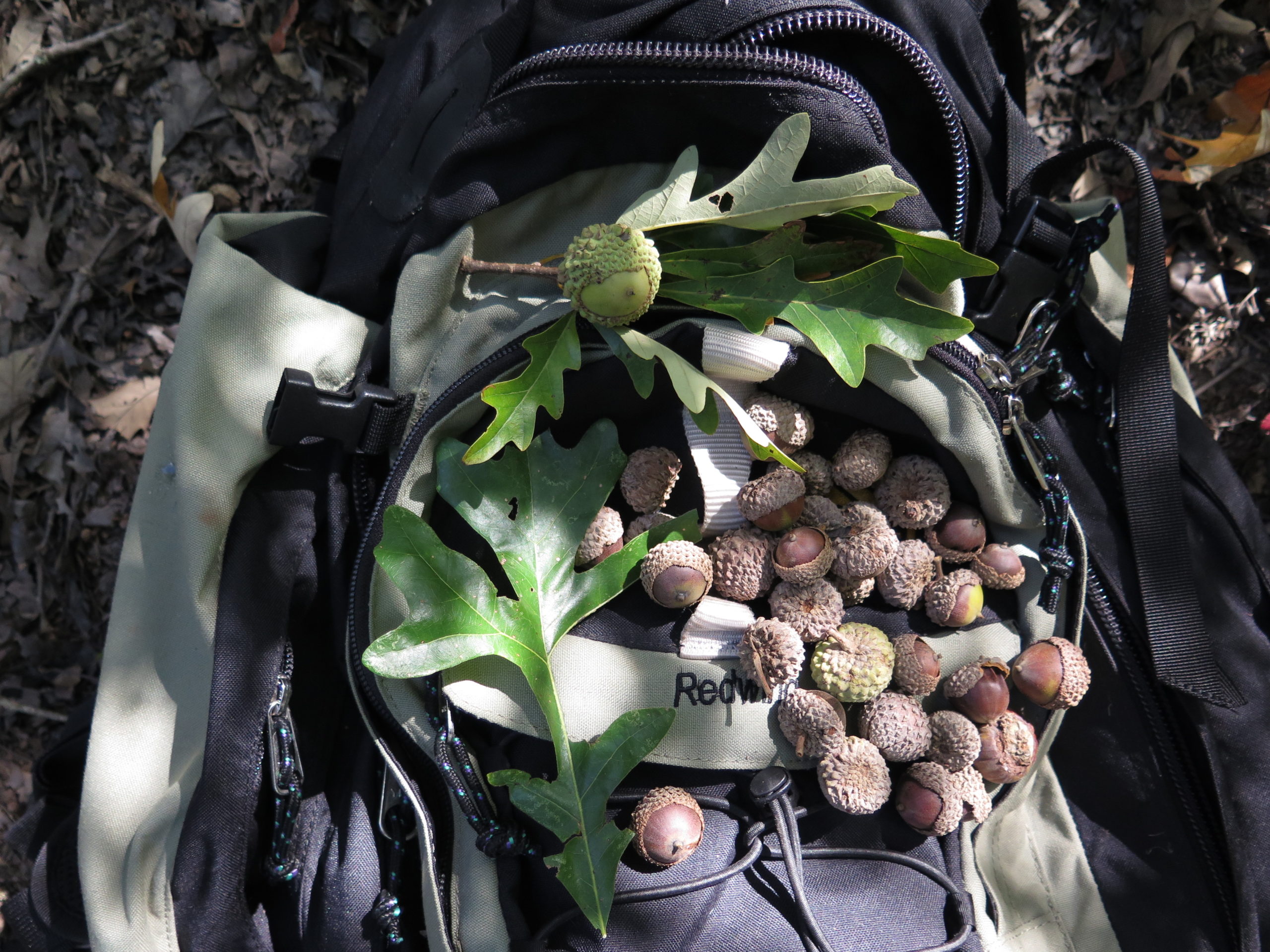 Overcup oak (Quercus lyrata) acorns.