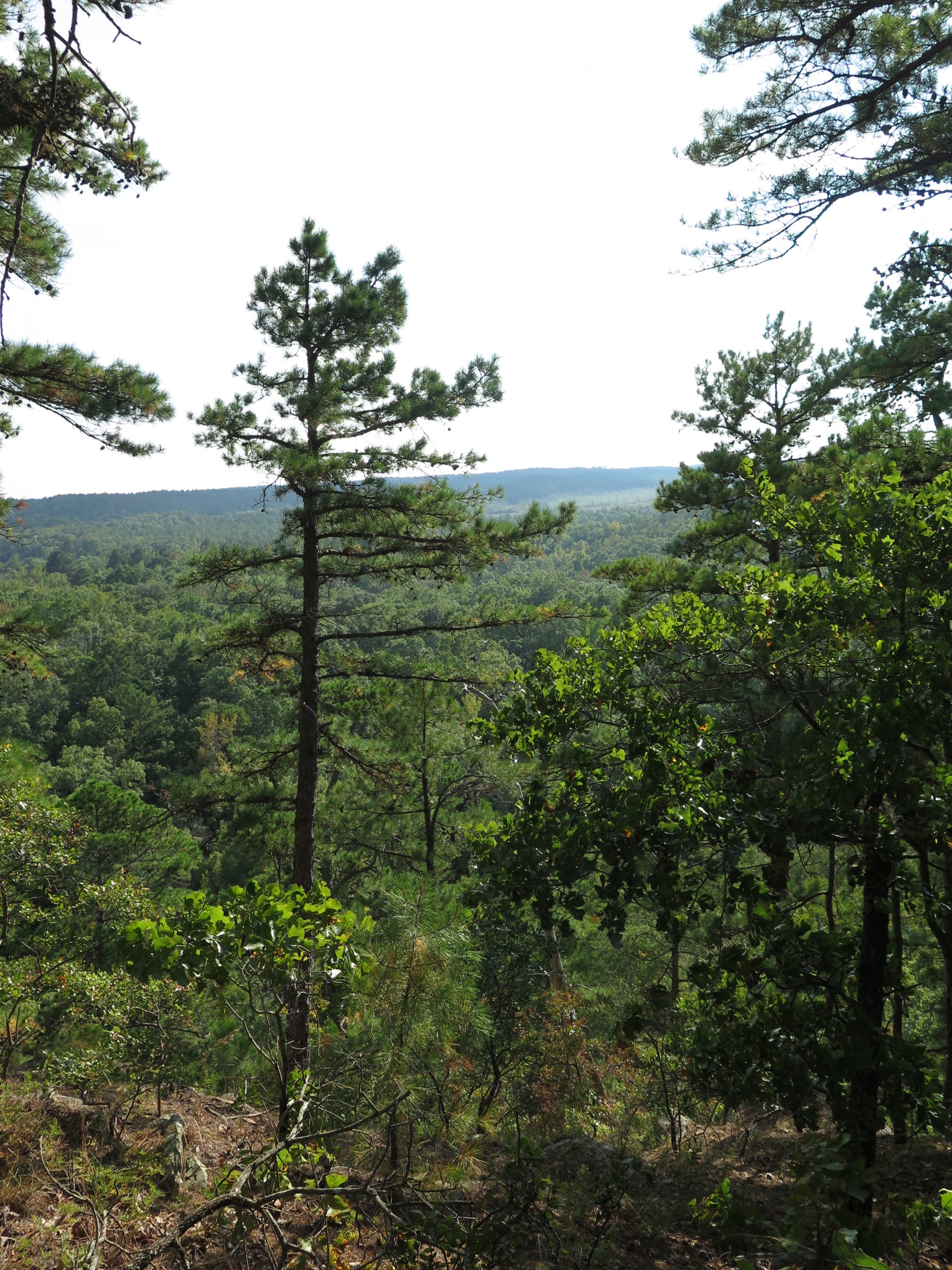 A view of the forests of northwest Arkansas.