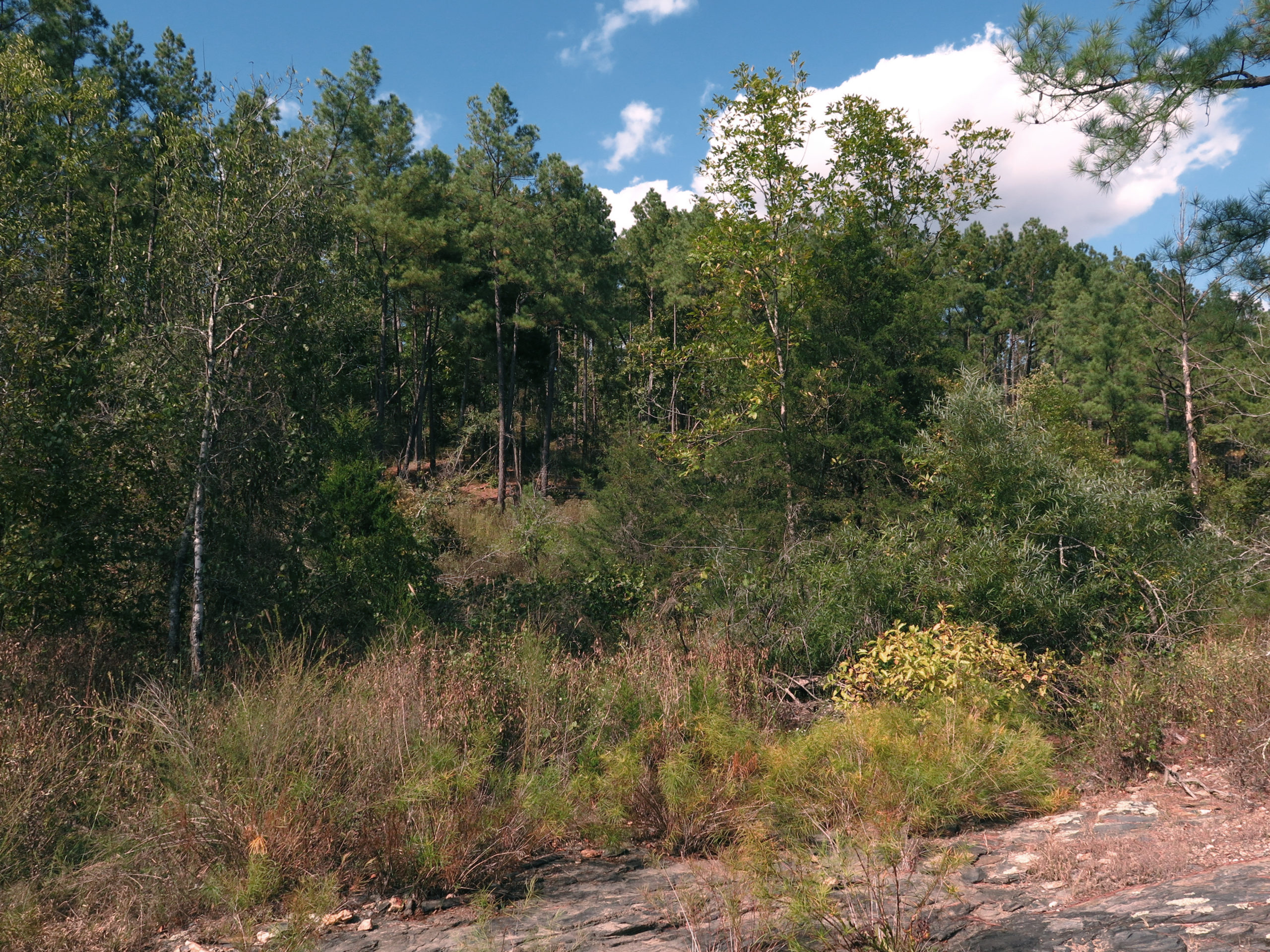 Scene at Middle Fork Barrens with Hubricht's bluestar (Amsonia hubrichtii).