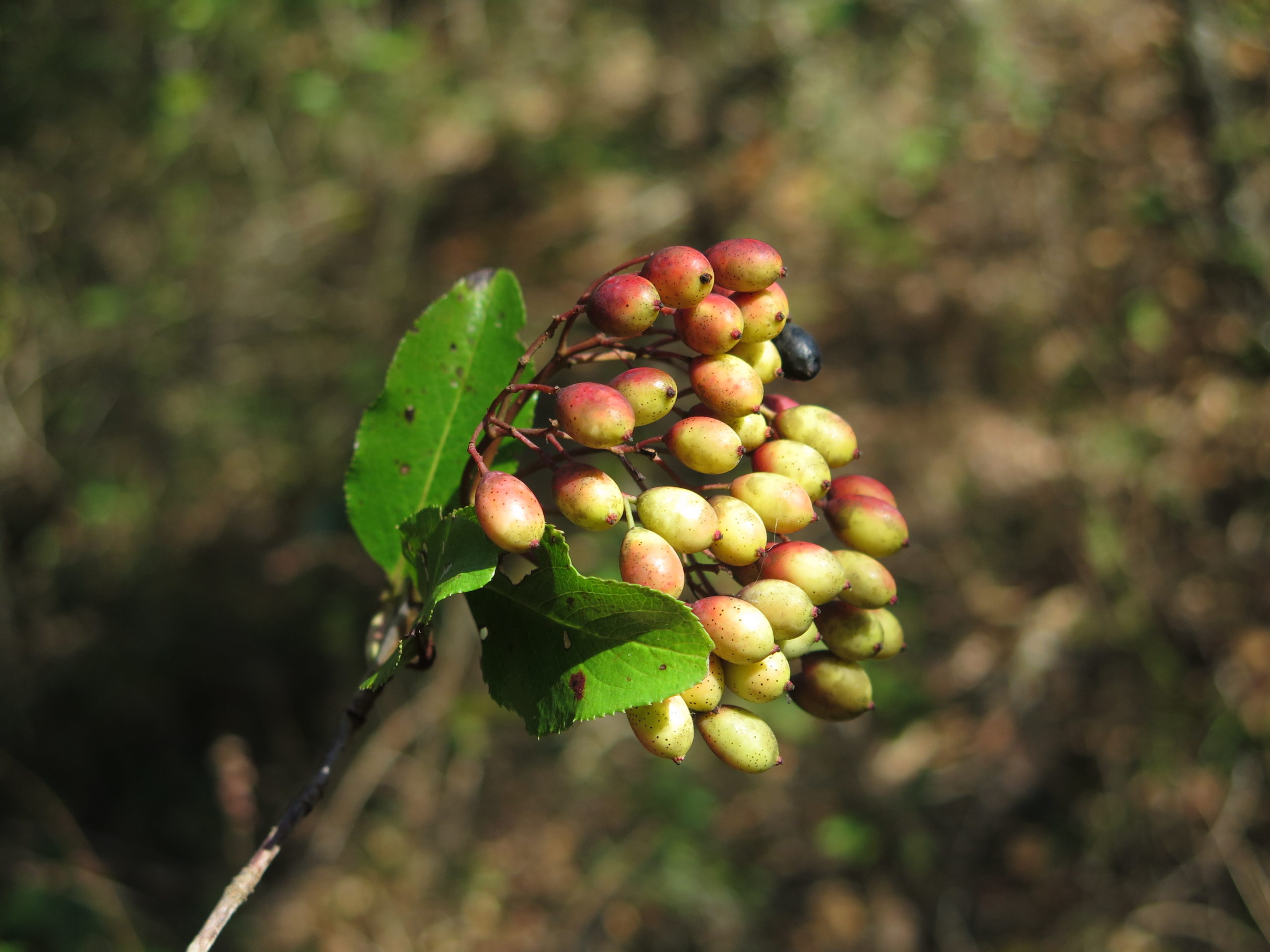 Fruits from a rusty blackhaw (Viburnum rufidulum).