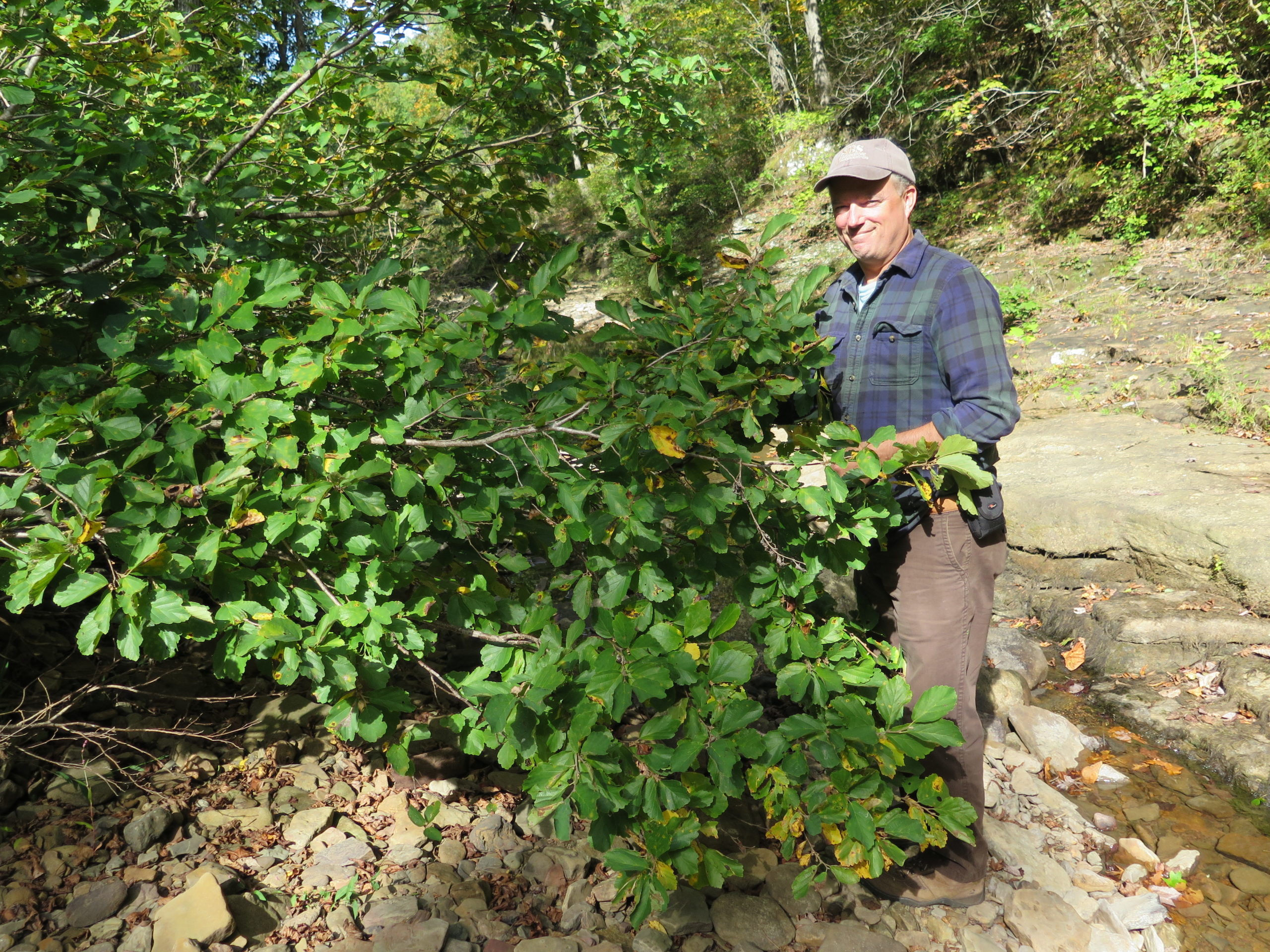Tim Boland with an Ozark witchhazel.