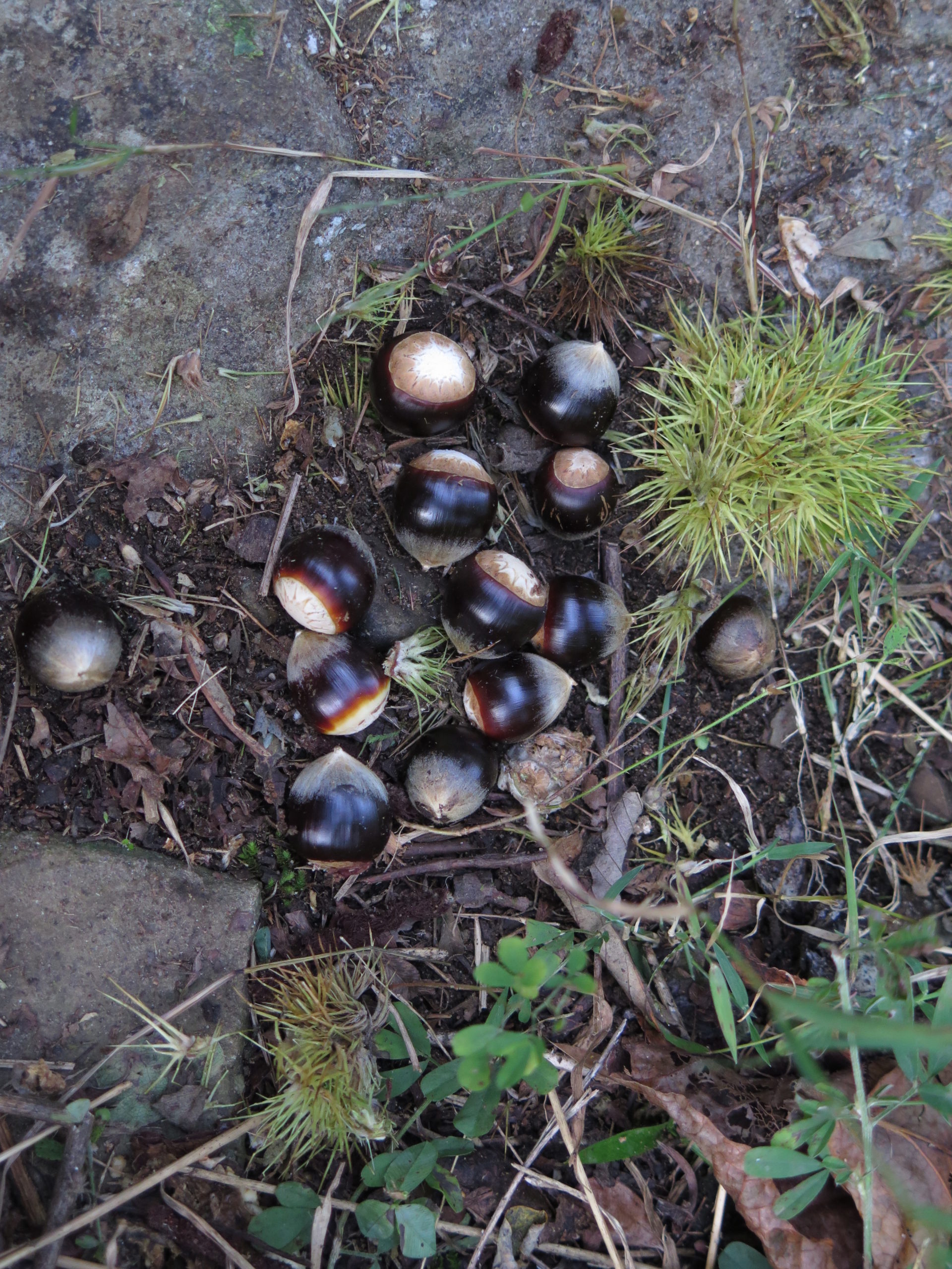 Shiny black and tan fruits of the chinkapin (Castanea ozarkensis), a variety of chestnut.