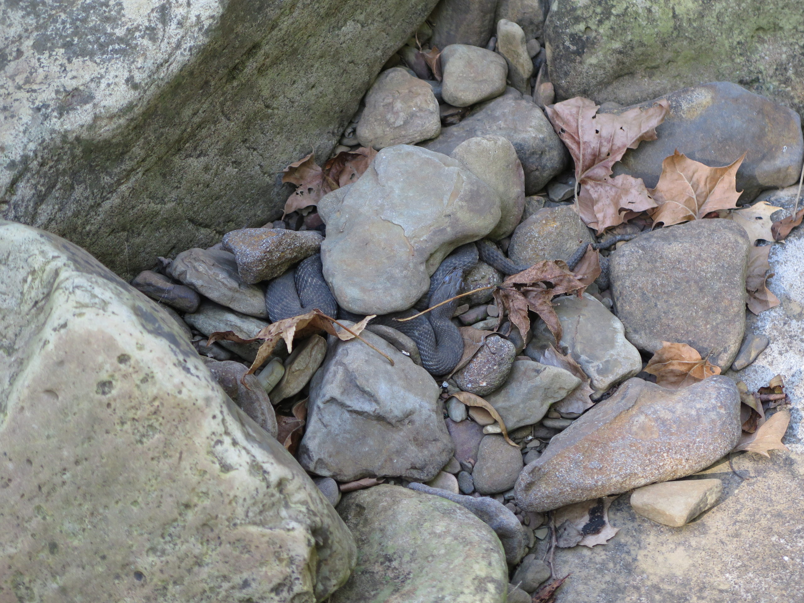 Another reptile encounter! Ian Jochems discovered this western cottonmouth (Agkistrodon piscivous leucostoma) at his feet during a rest stop.