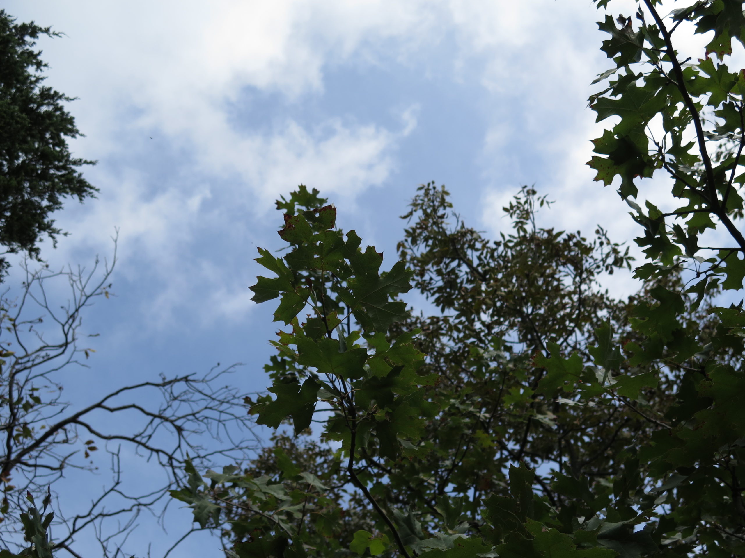 Mapleleaf oak (Quercus acerifolia) leaves silhouetted against the sky.