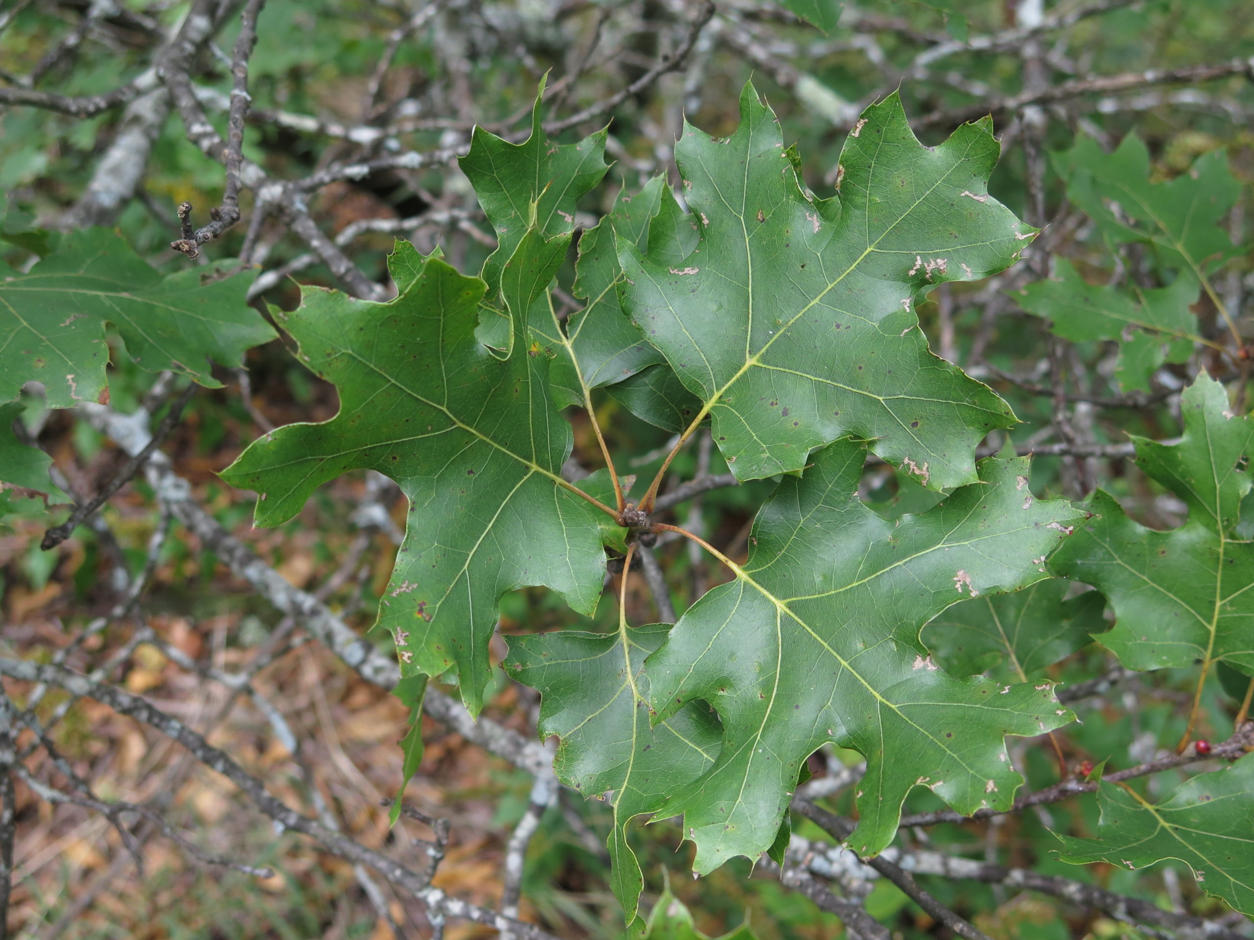 Mapleleaf oak (Quercus acerifolia) leaves.