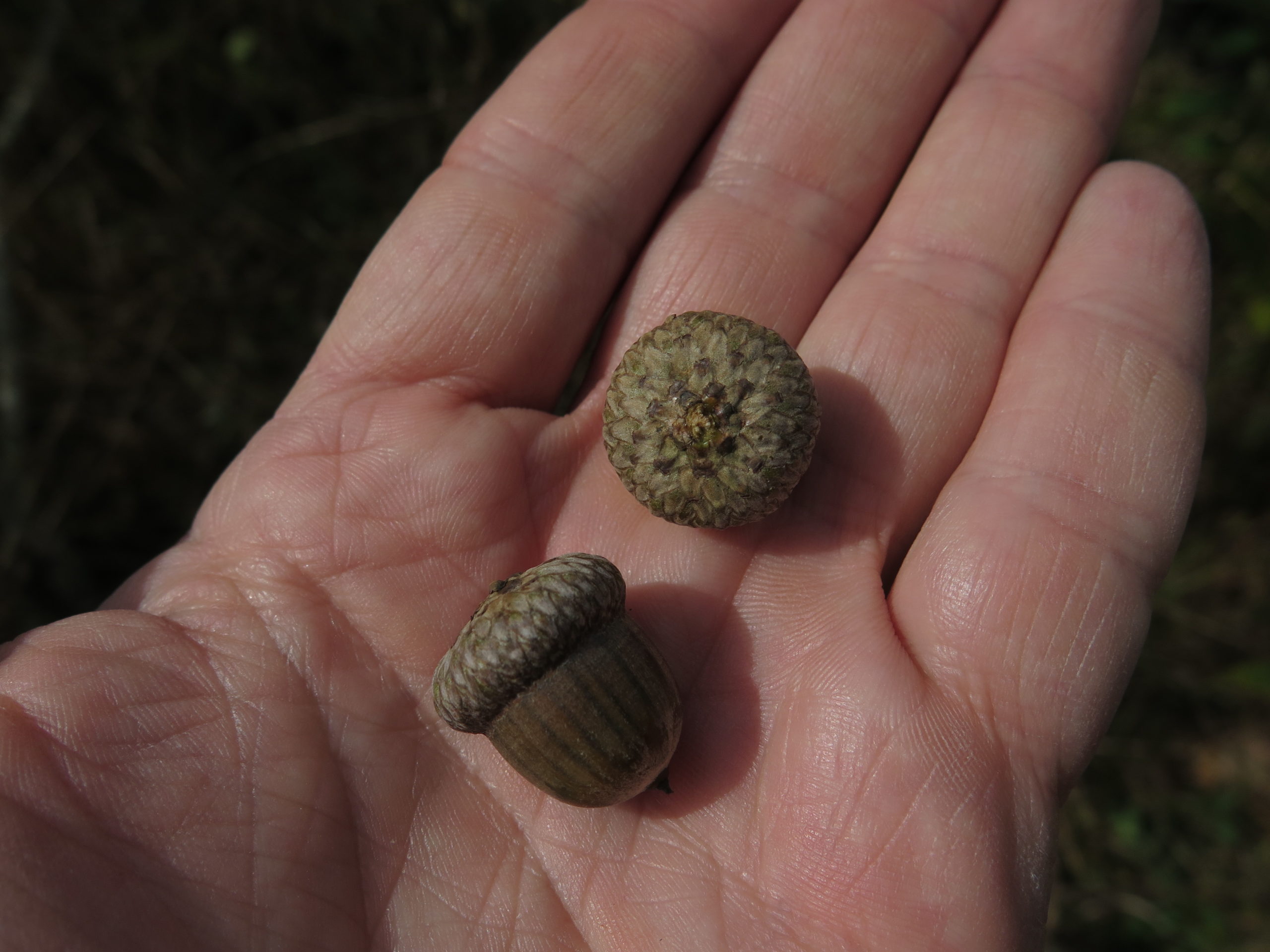 Two rare mapleleaf oak (Quercus acerifolia (/i) acorns.