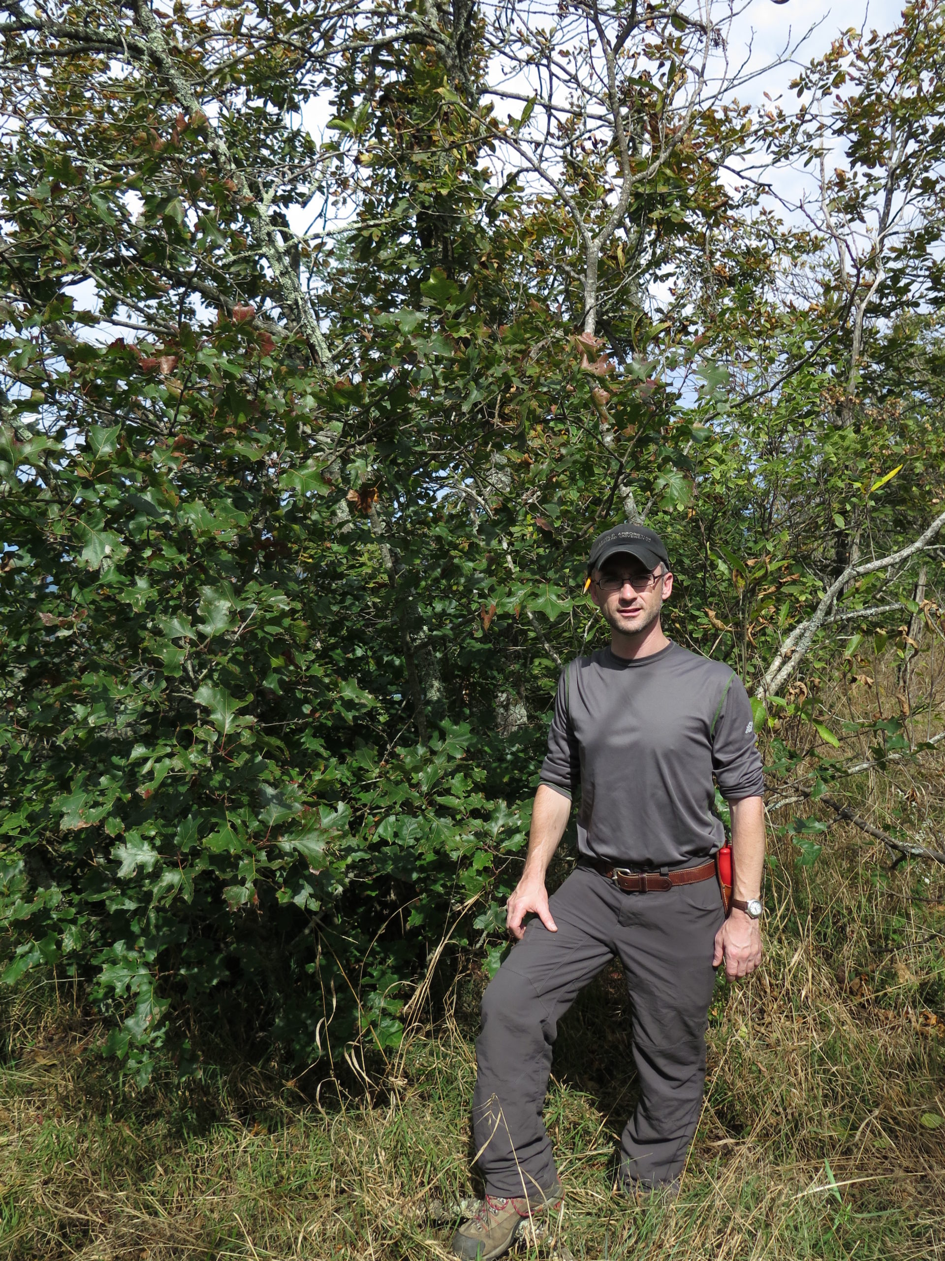 Michael Dosmann stands beside a maple-leaf oak (Quercus acerifolia) at Mount Magazine.
