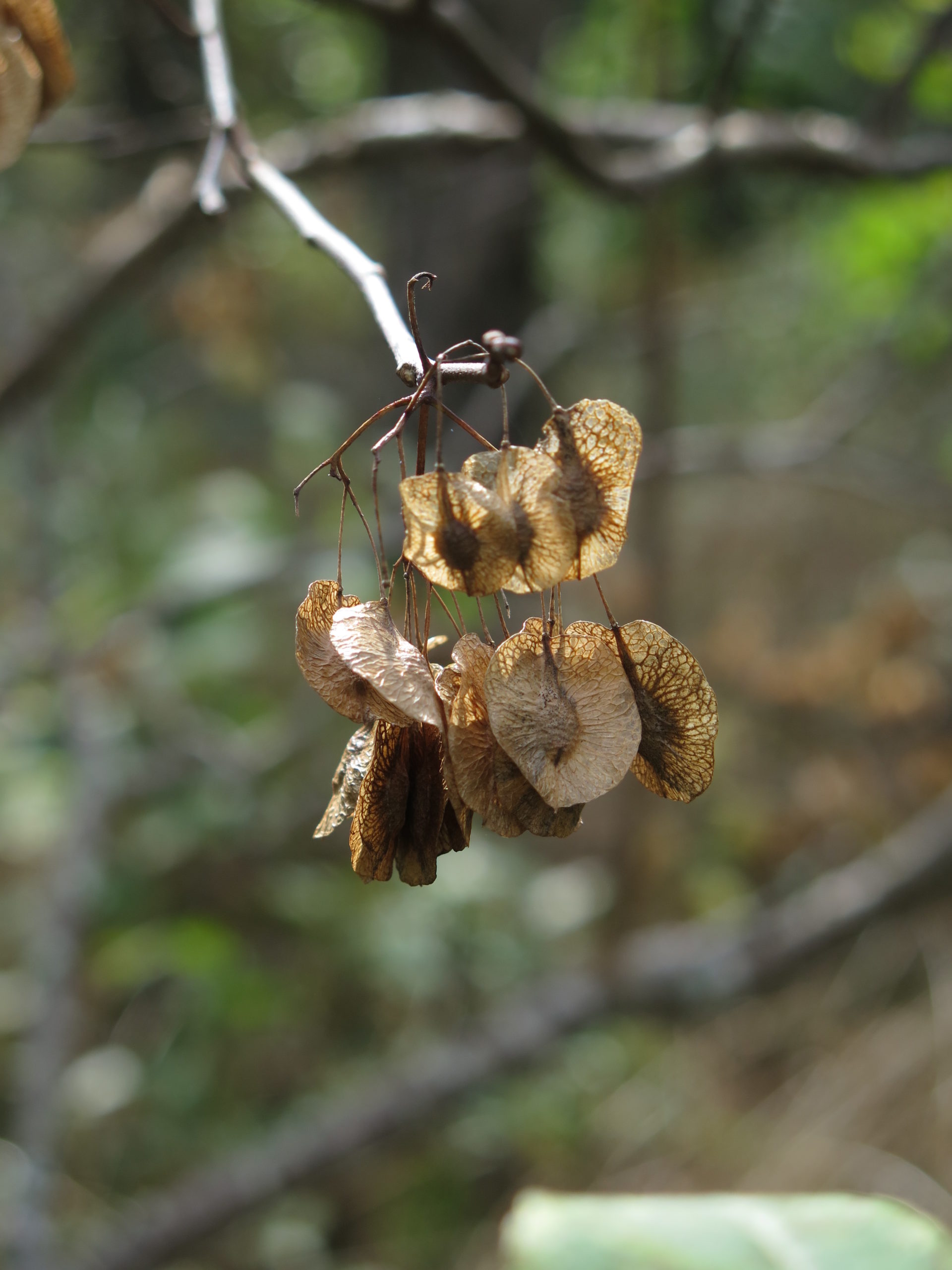 Fruits of common hoptree (Ptelea trifoliata).