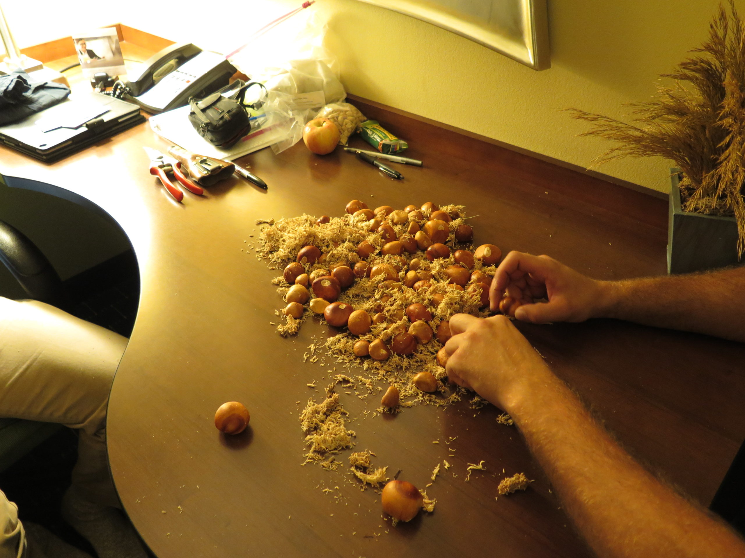 Cleaning red buckeye (Aesculus pavia) seeds back at the hotel.