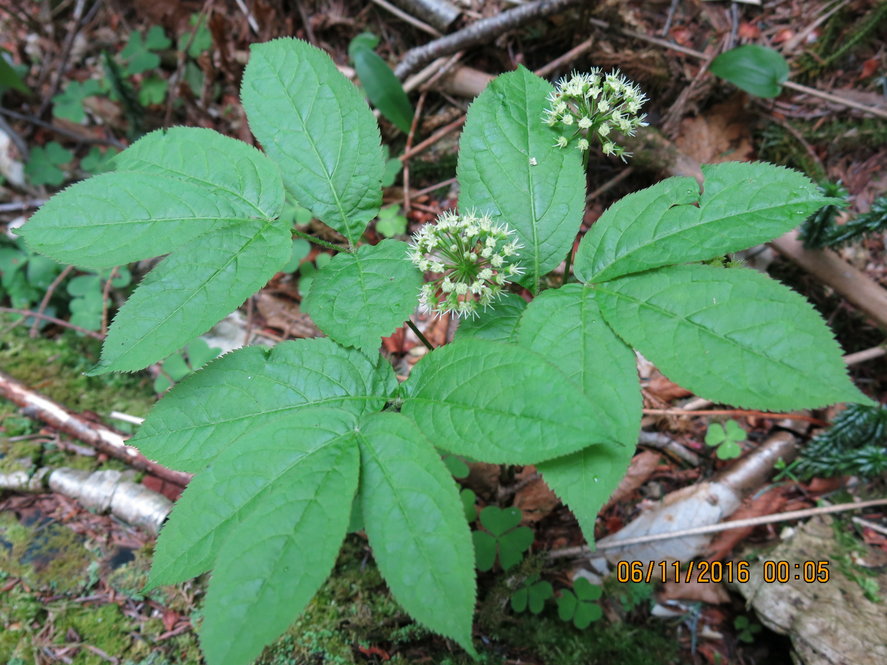 Common wild sarsaparilla (Aralia nudicaulis) grows in abundance in northern New England.