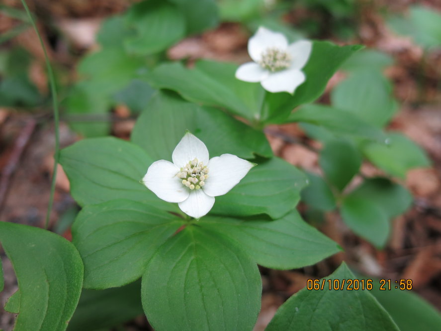 A common associate of many of the taxa observed was another Campaign Desiderata species, creeping dogwood (Cornus canadensis).