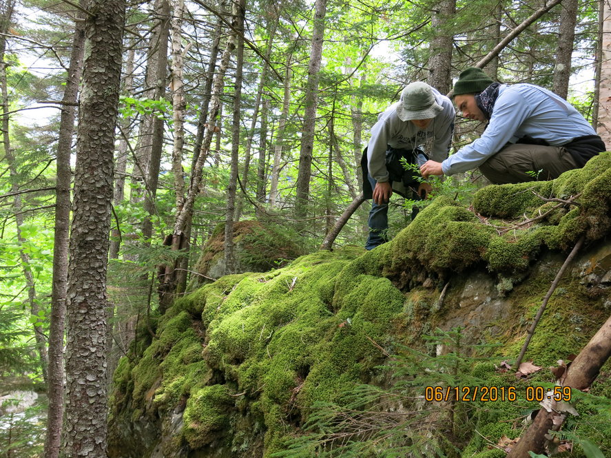 Exploring the woods around Pinkham Notch, New Hampshire. Hunnewell Interns Jordan Morgan and Adam Beck scout for lowbush blueberries (Vacccinium angustifolium).