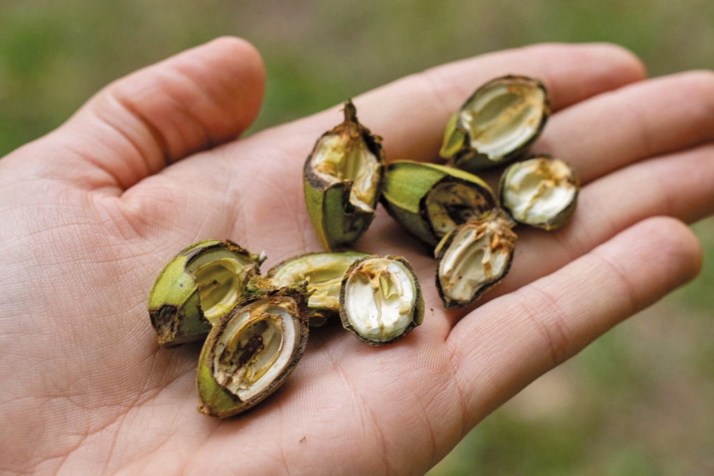 pecan shells by Jonathan Damery