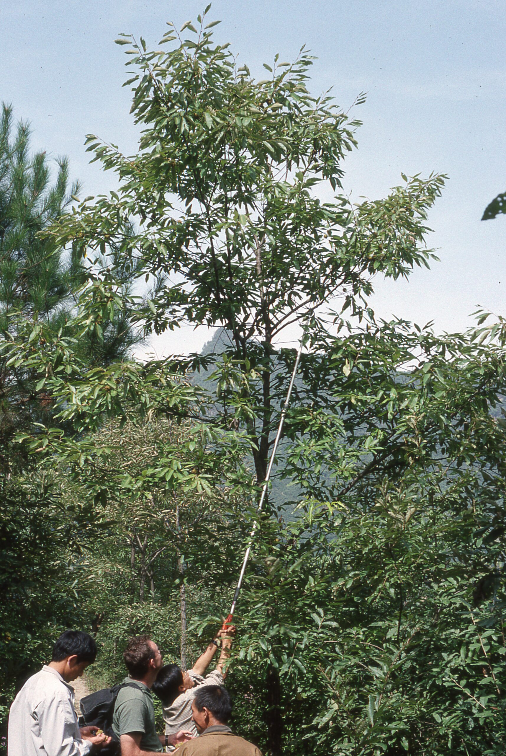 Four men stand beside a tree. One of them reaches up with a pole pruner and is removing part of a branch.
