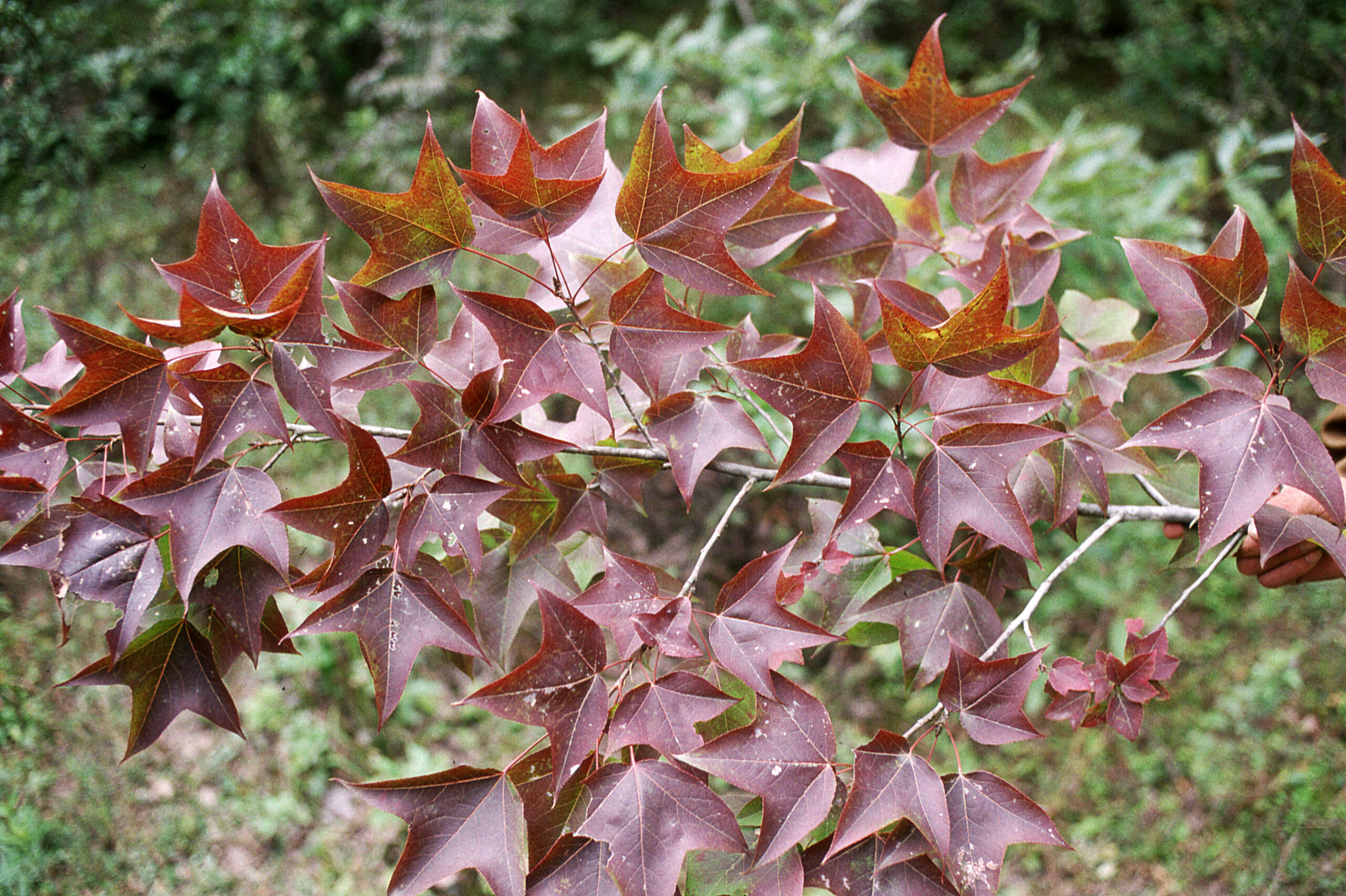 Copper colored leaves with three lobes on a branch.