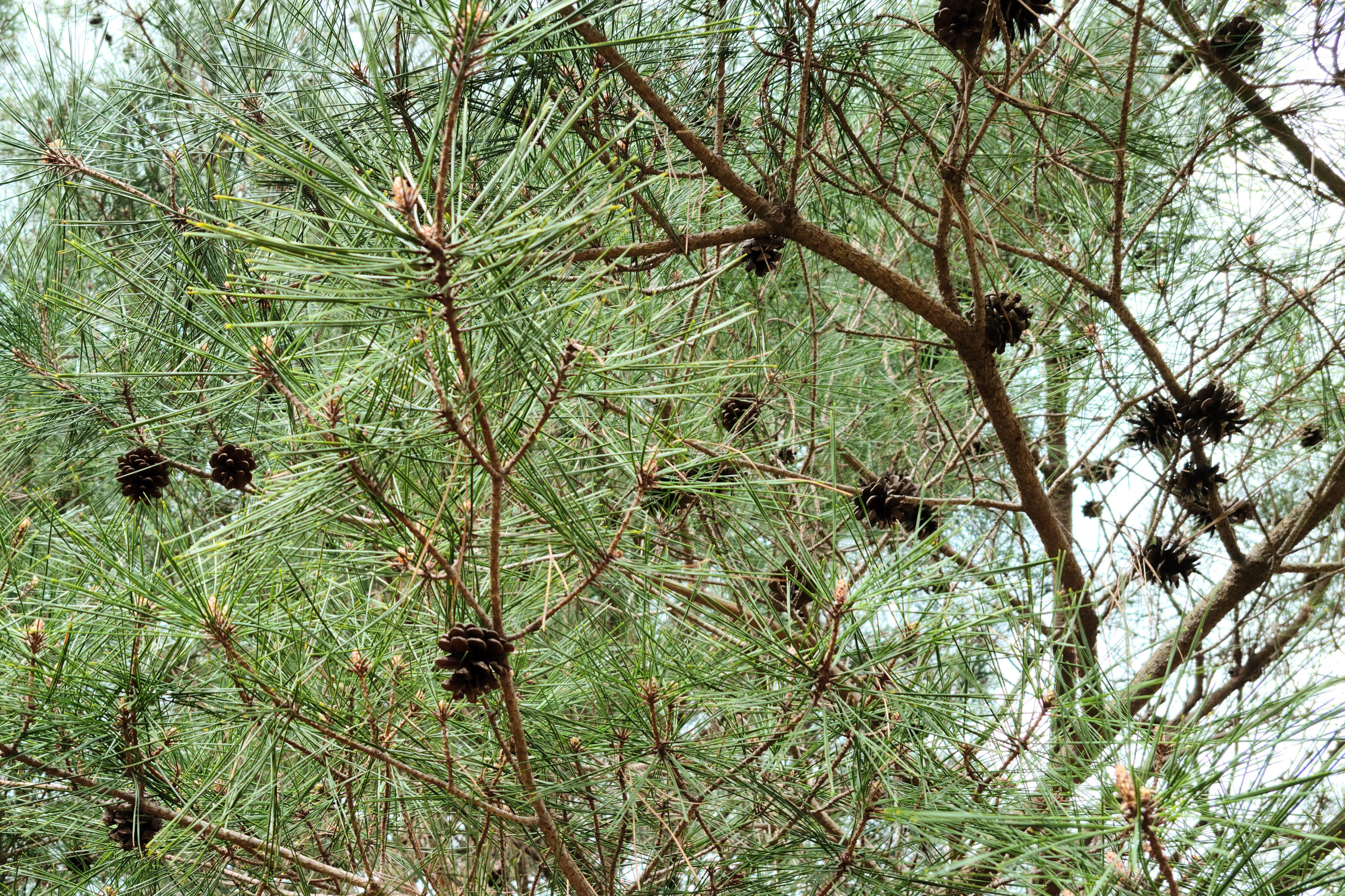 Mature opened cones on the tree