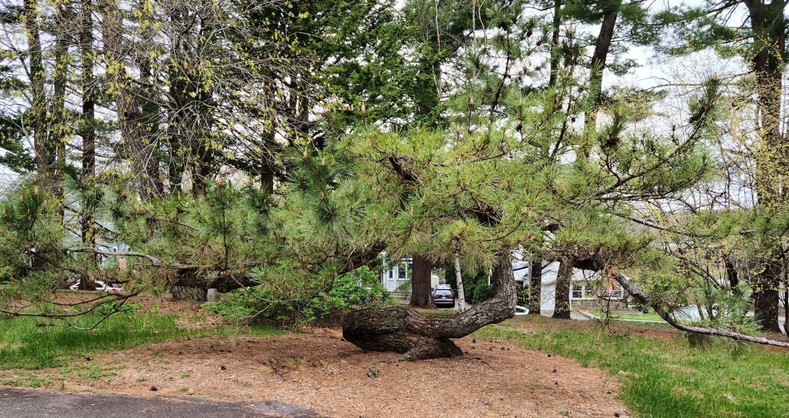 The low and twisting Japanese black pine.
