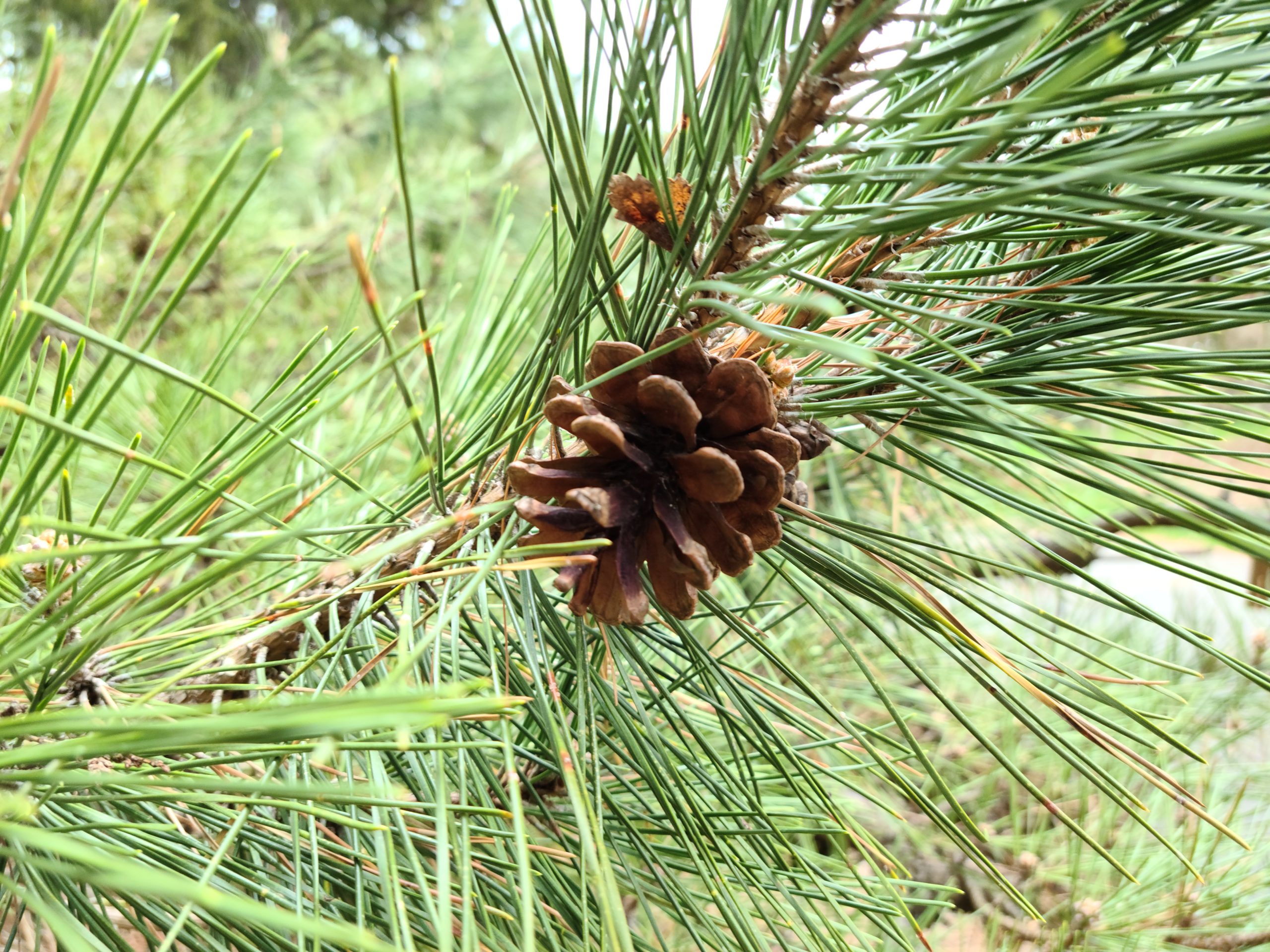 Mature opened cone