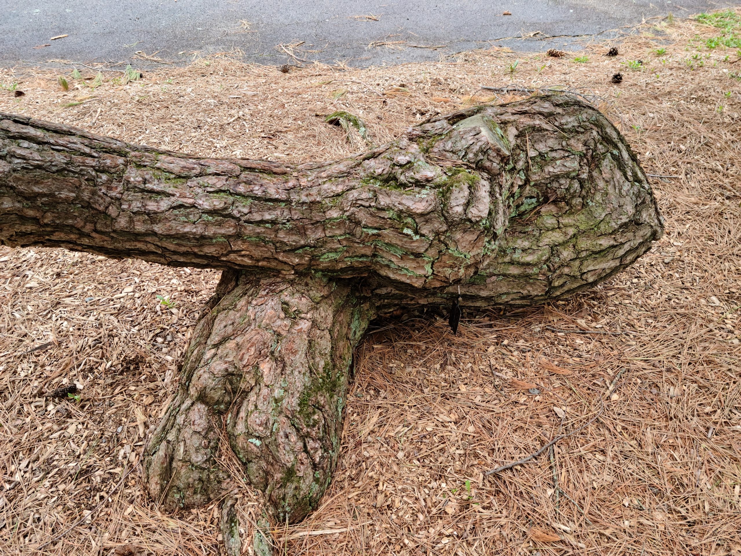 Twisted trunk